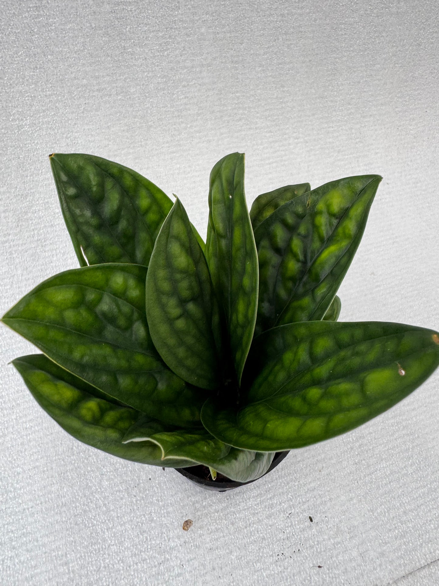 Monstera Peru