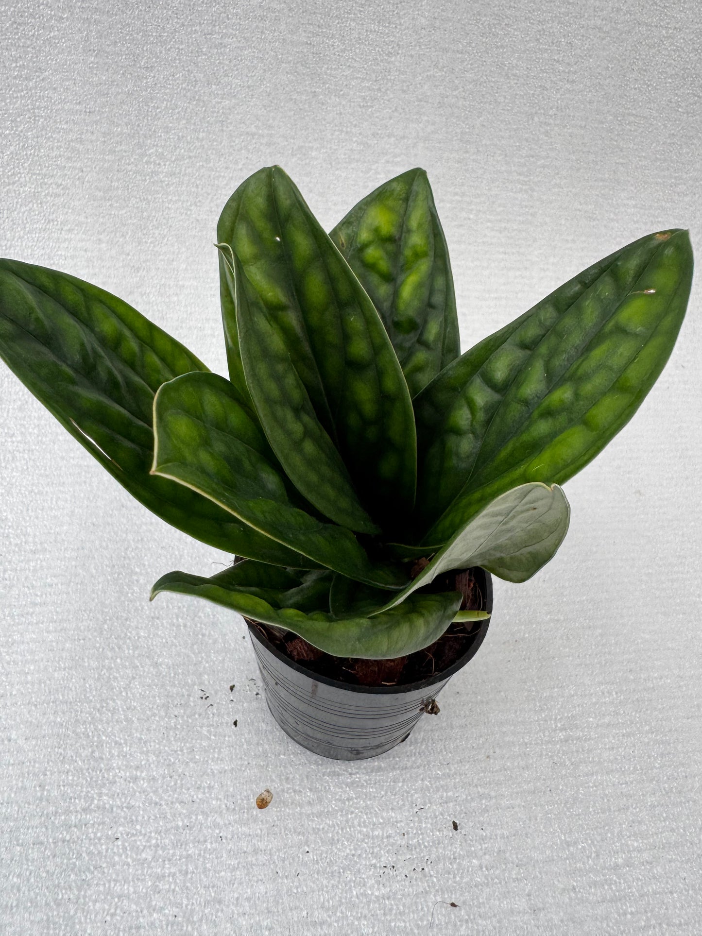 Monstera Peru