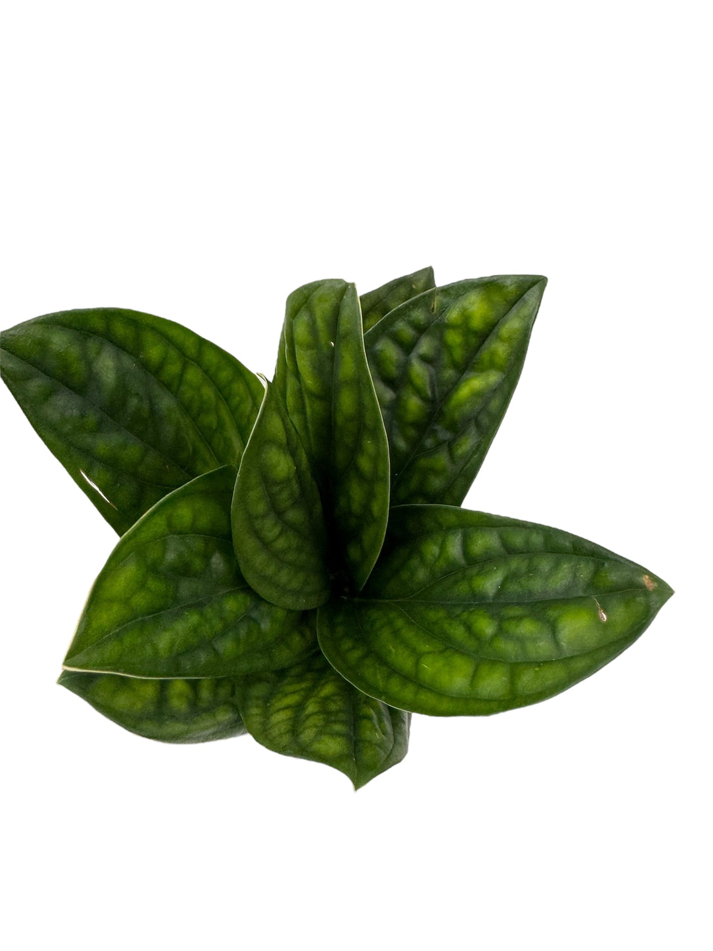 Monstera Peru