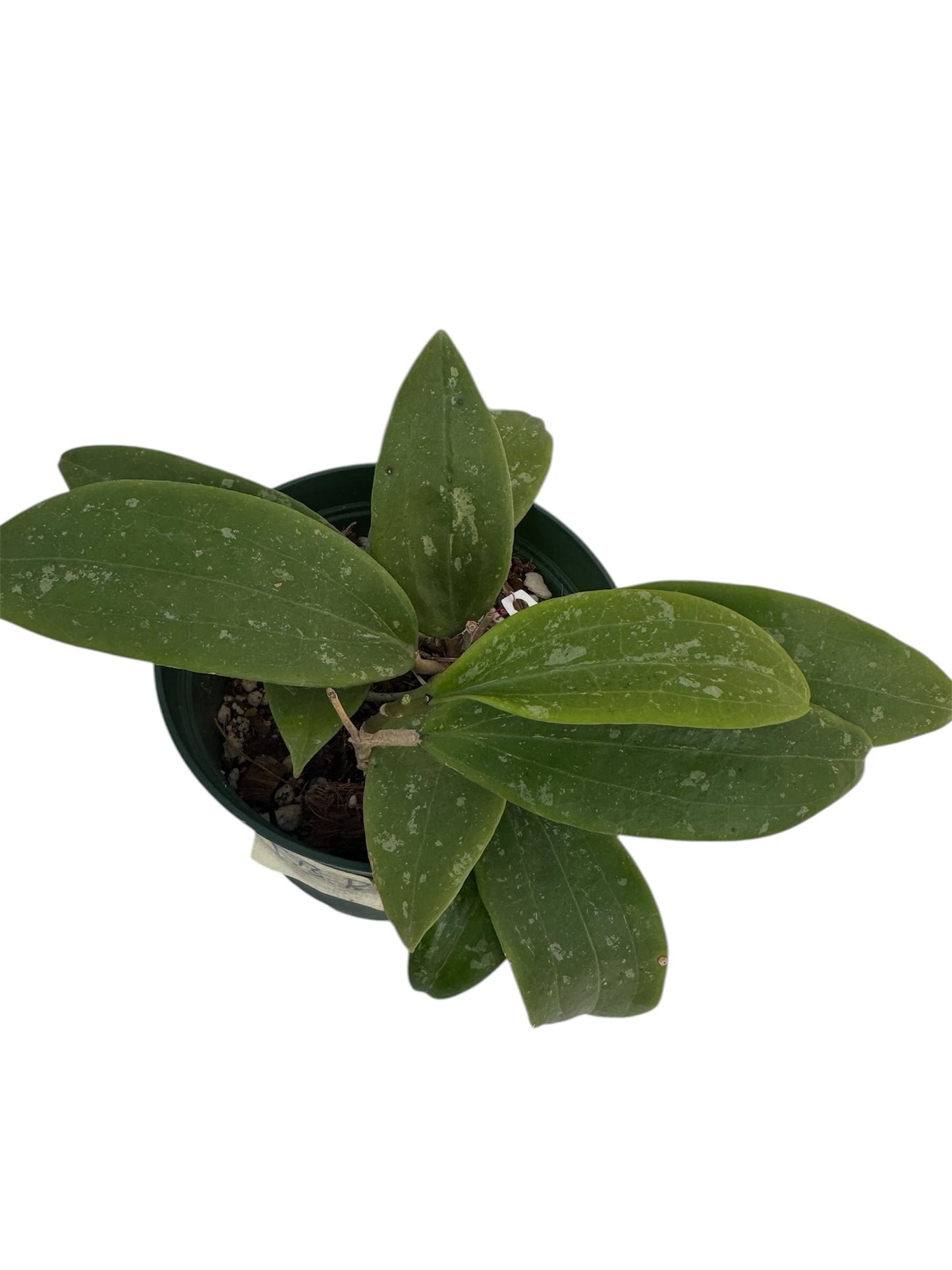 Hoya Wibergiae