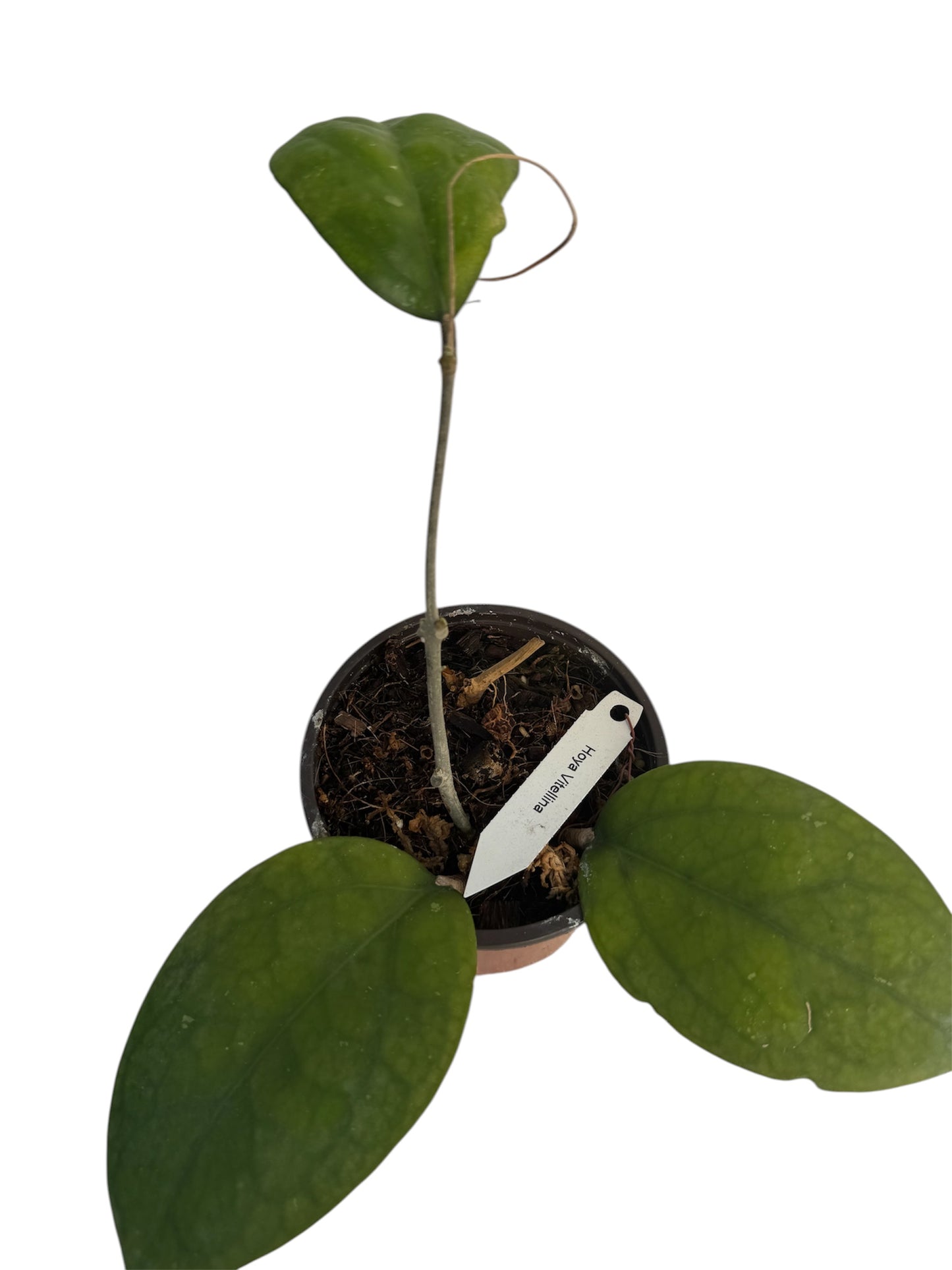 Hoya vitellina