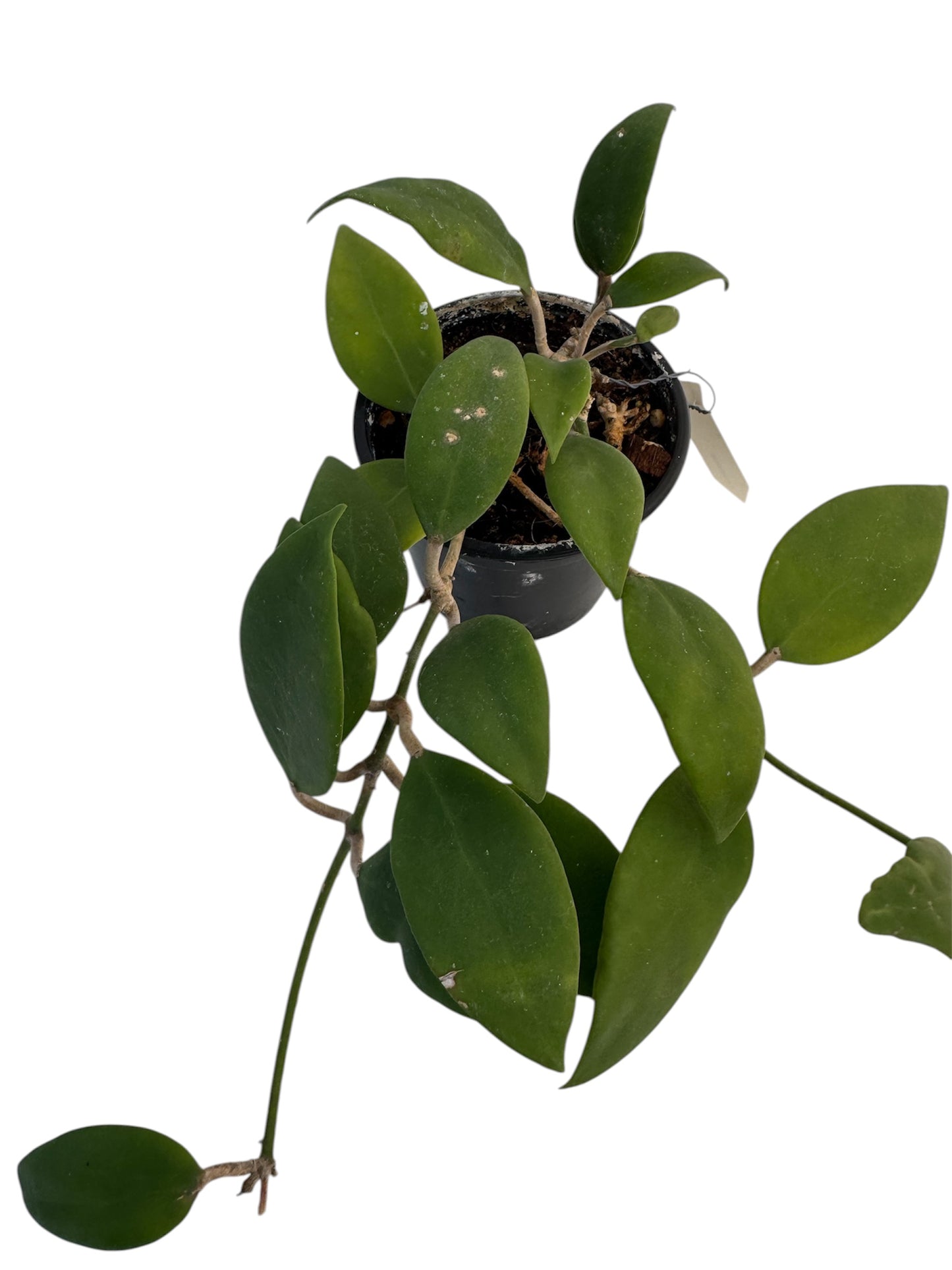 Hoya minahassae