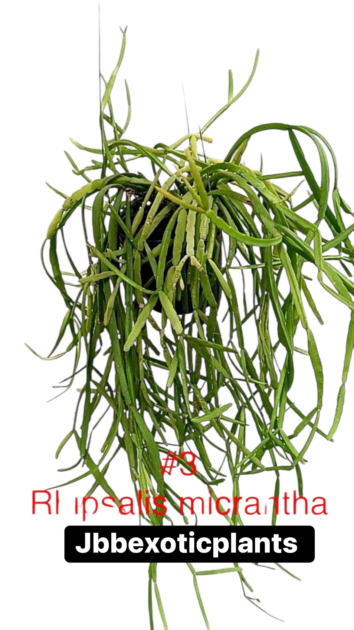 Rhipsalis Micrantha