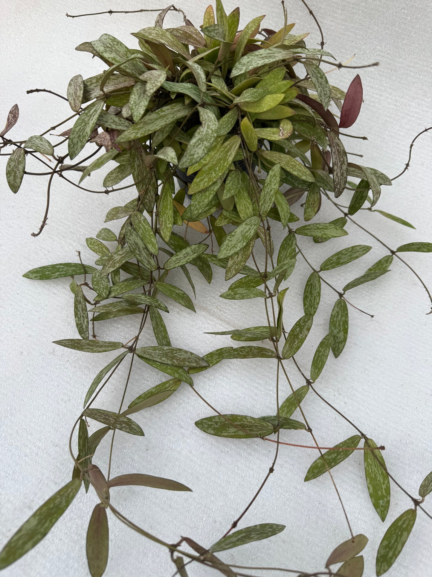 Hoya sigillatis vine