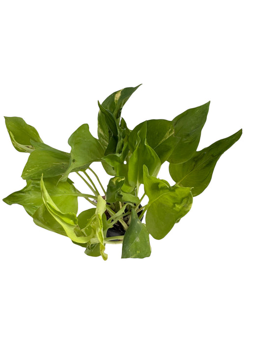 Epipremnumq Champs Élysées pothos