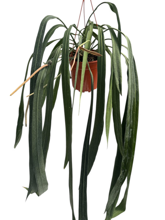 Anthurium vittariifolium Necktie Large