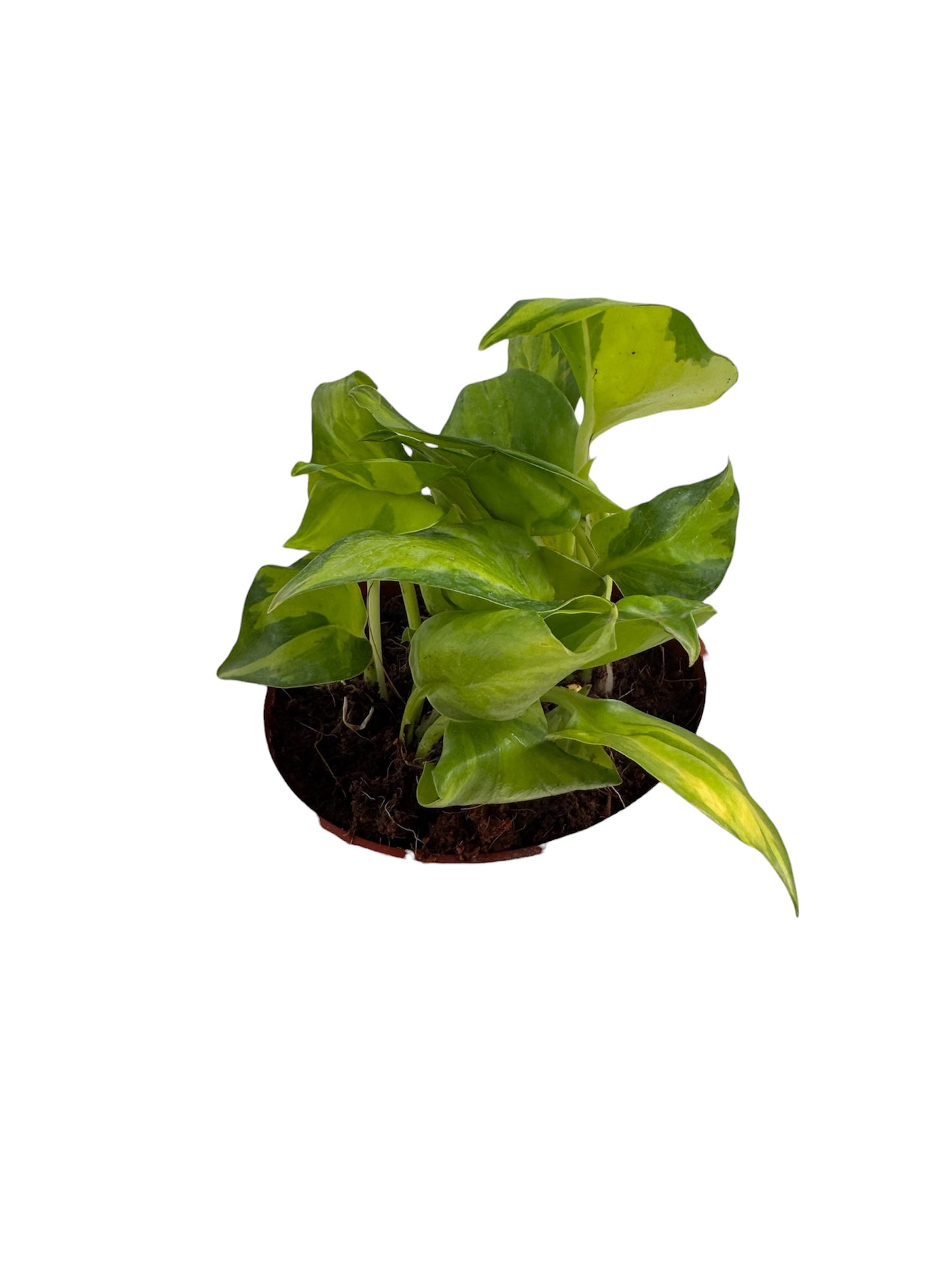 Epipremnum neon joy variegated