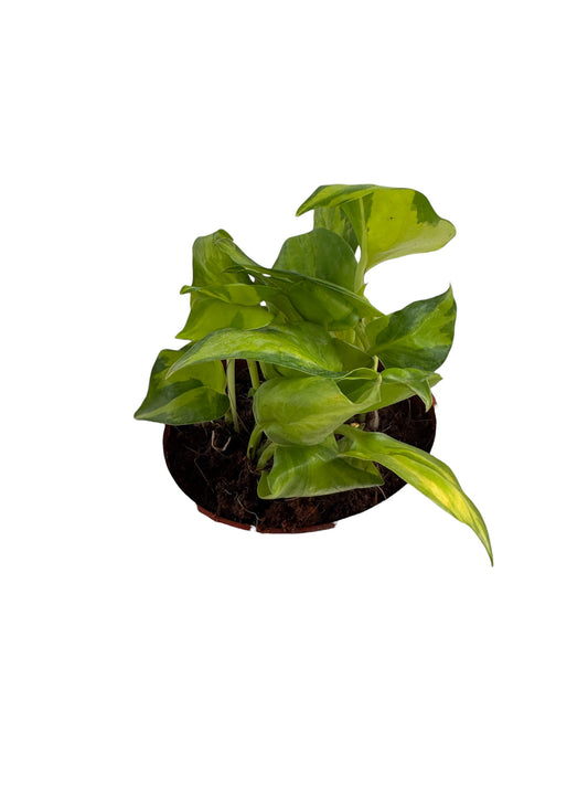 Epipremnum neon joy variegated