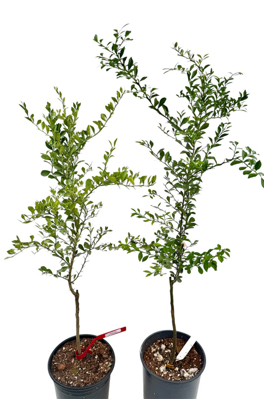 Australian Finger lime tree grafted ( 3 kinds available)
