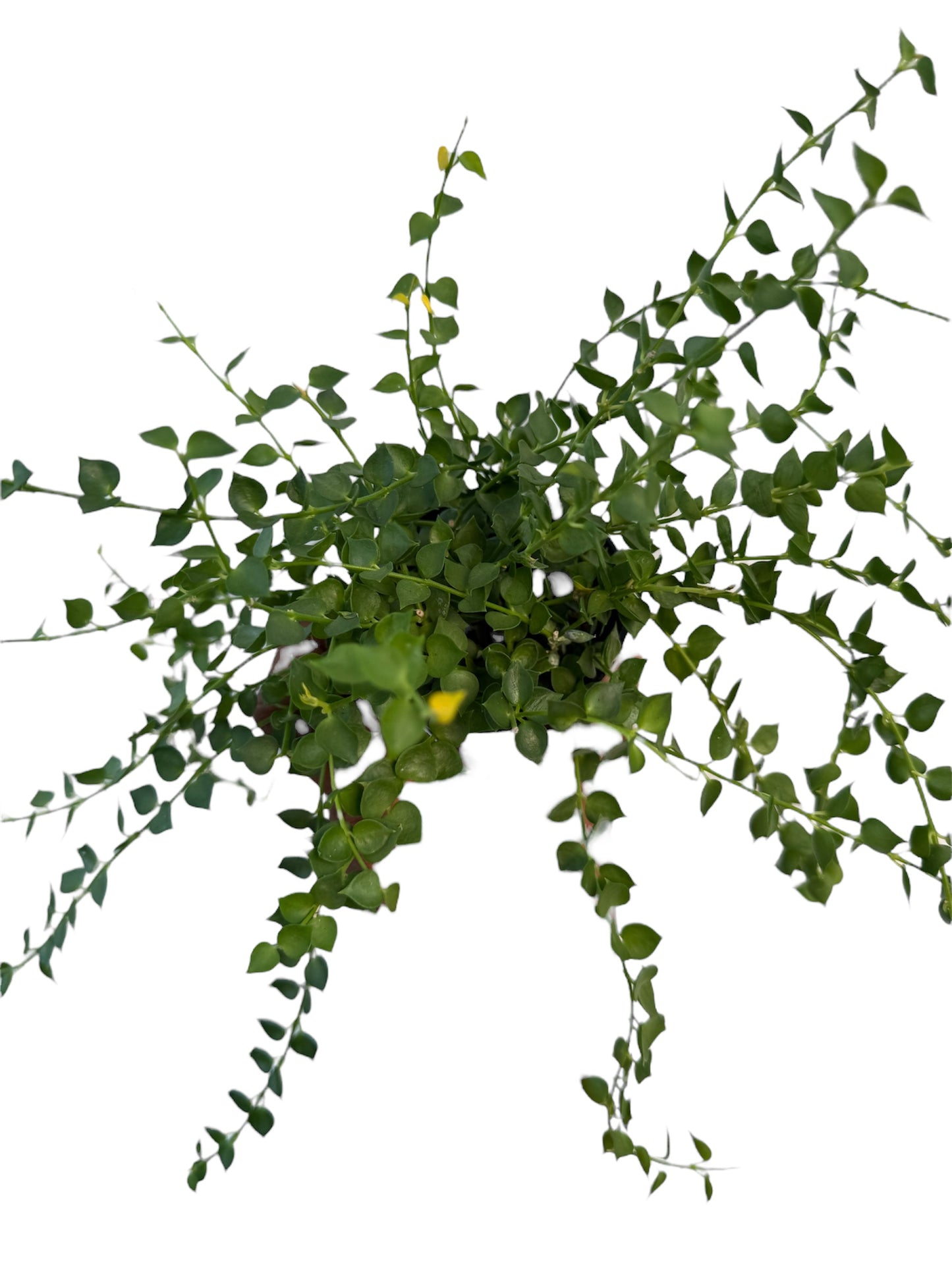 Dischidia ruscifolia (Million Hearts) large
