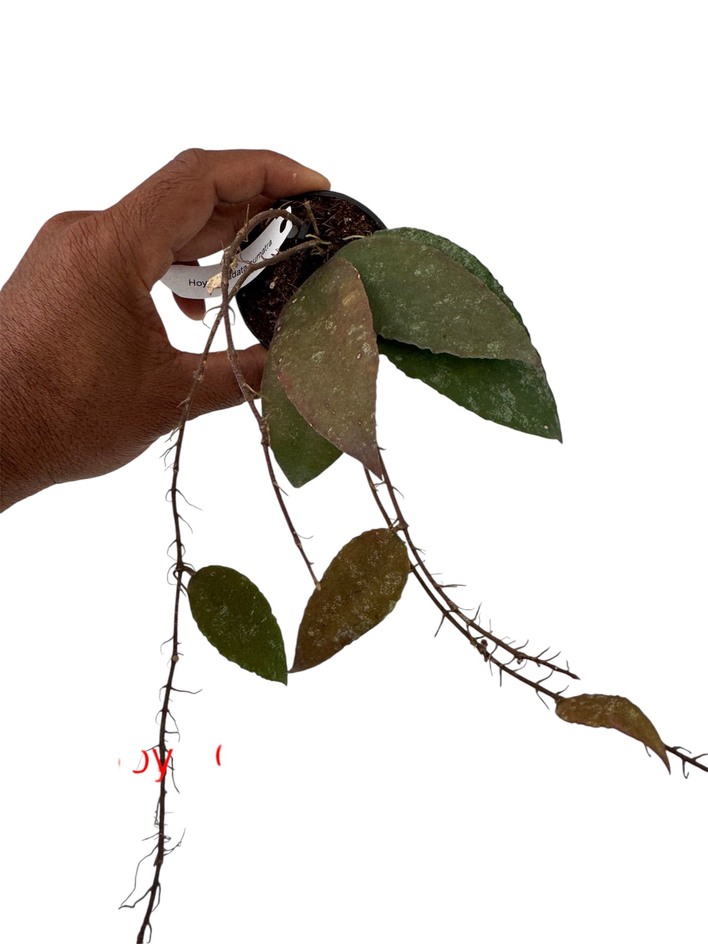 Hoya caudata sumatra