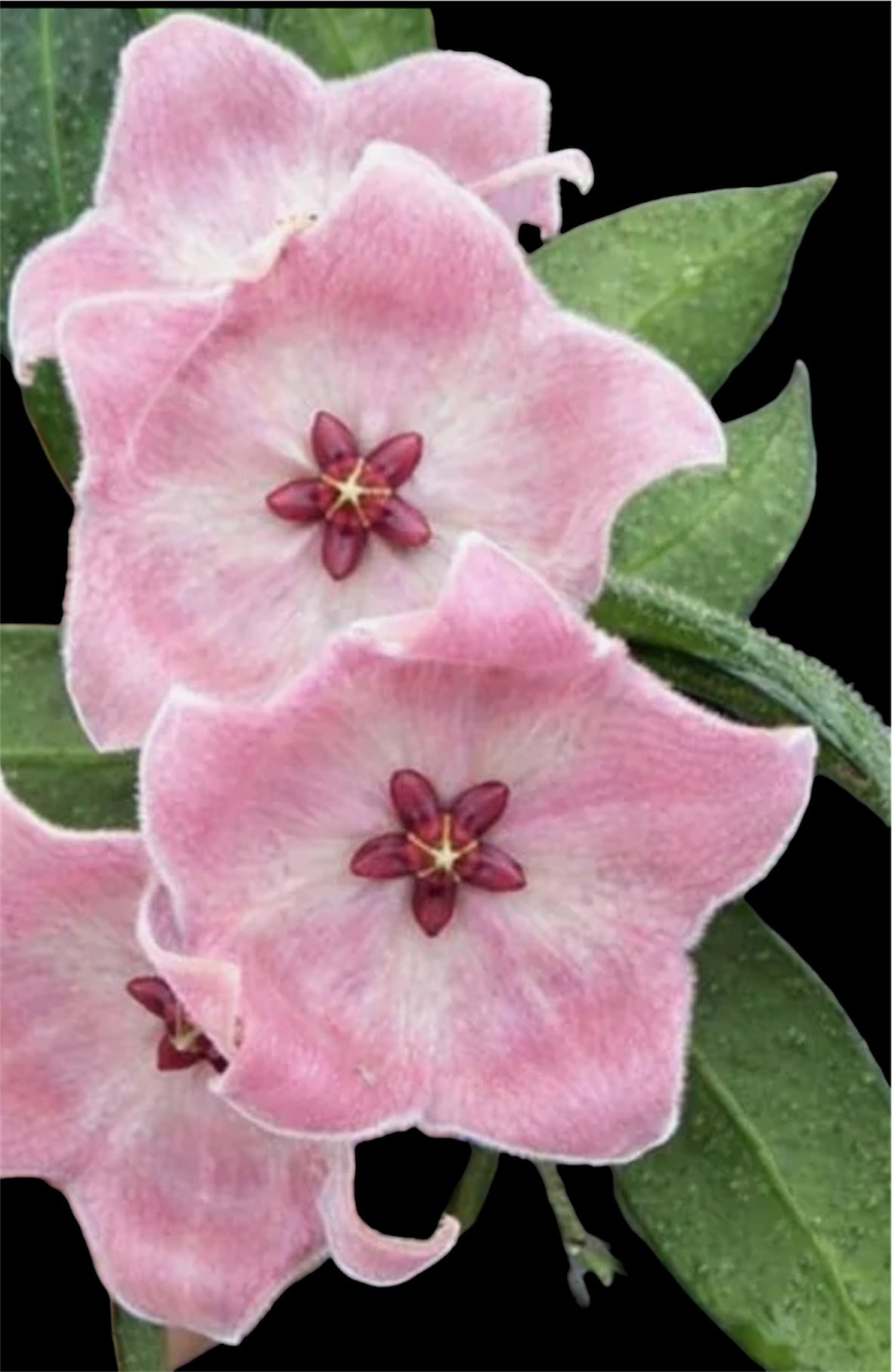 Hoya Patella pink