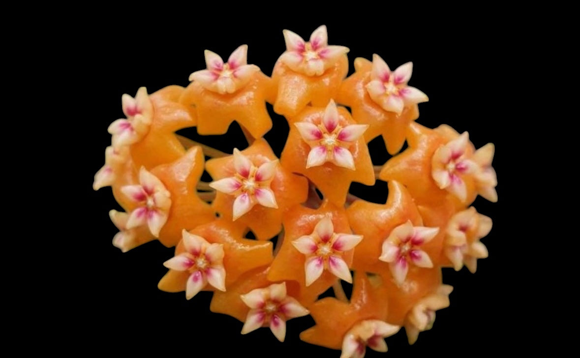 Hoya soul stone