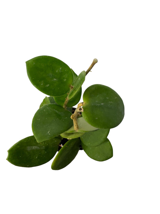 Hoya carnosa × serpens