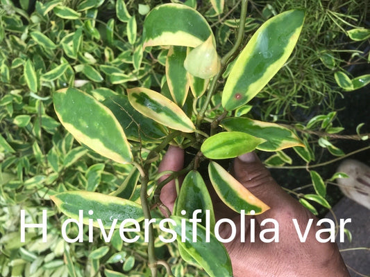 Hoya Diversifolia Variegated large vine( rare )