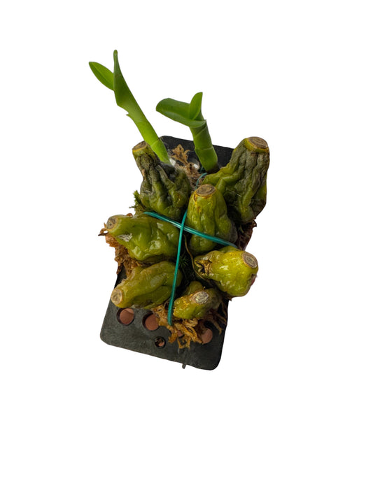 Bulbophyllum comosum