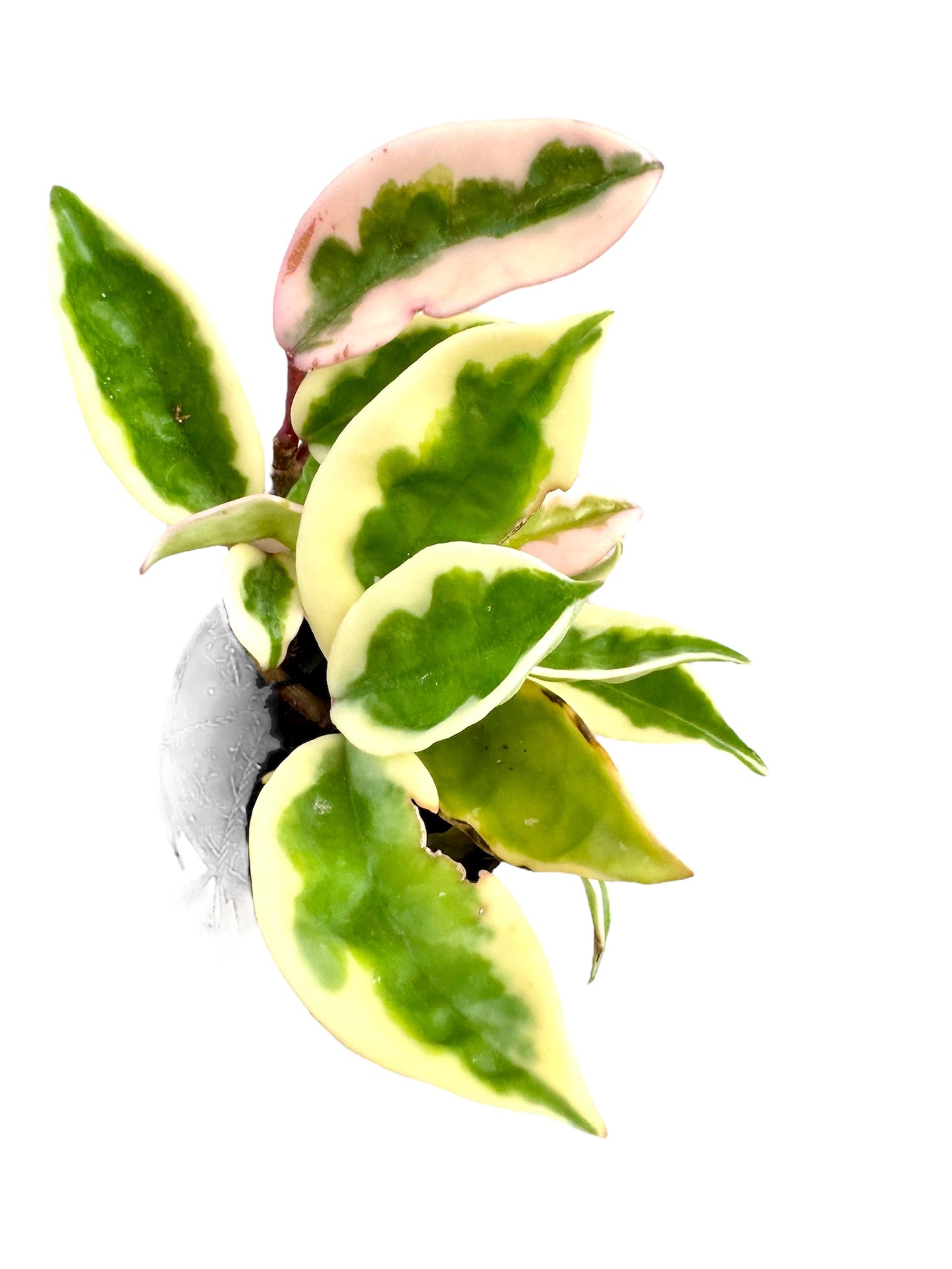 Hoya Suzie Q