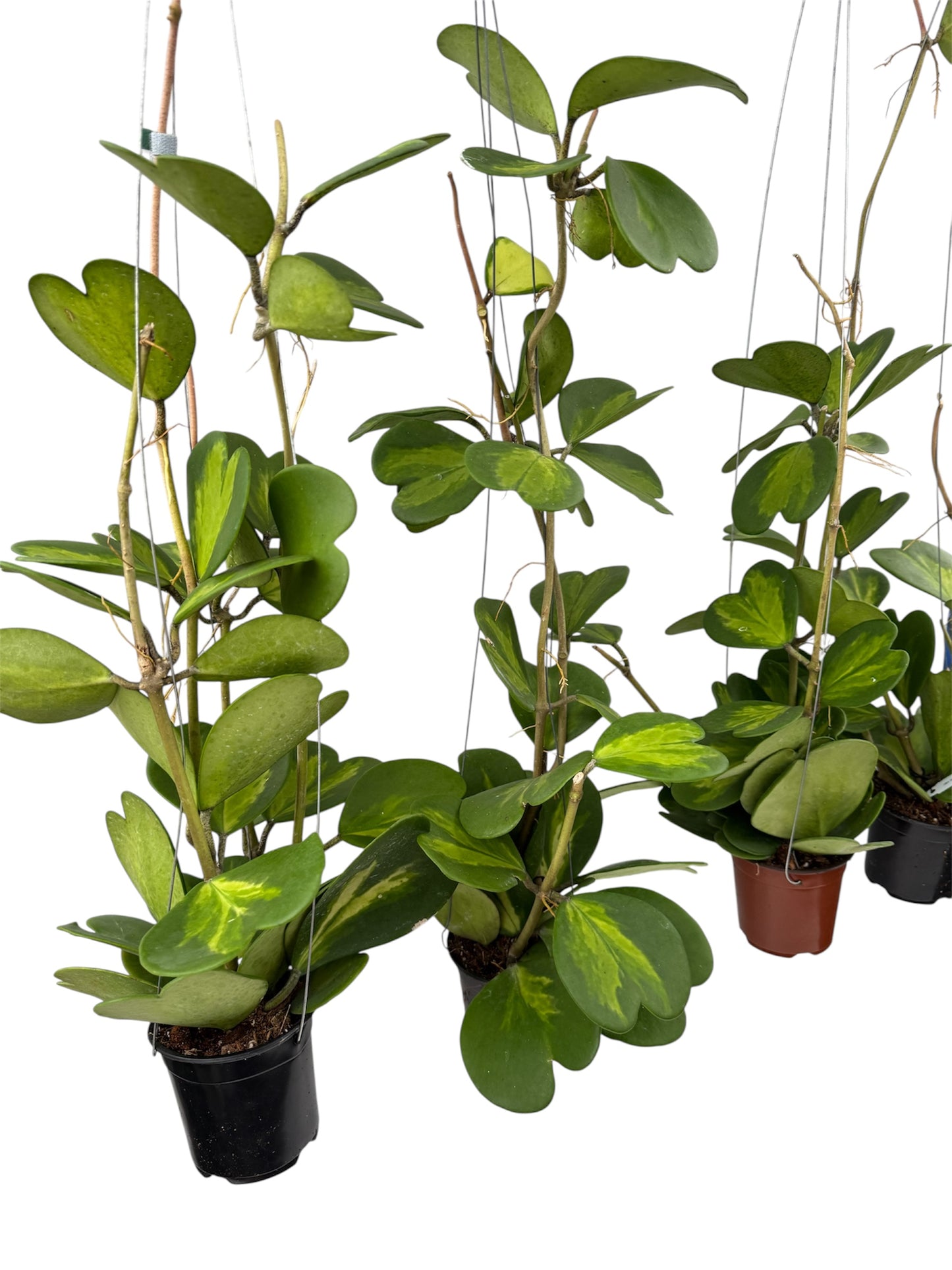 Hoya Kerri Reverse Vine Ex large