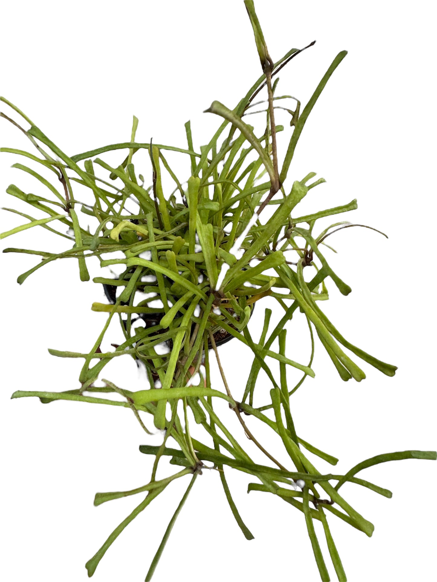 Hoya Retusa