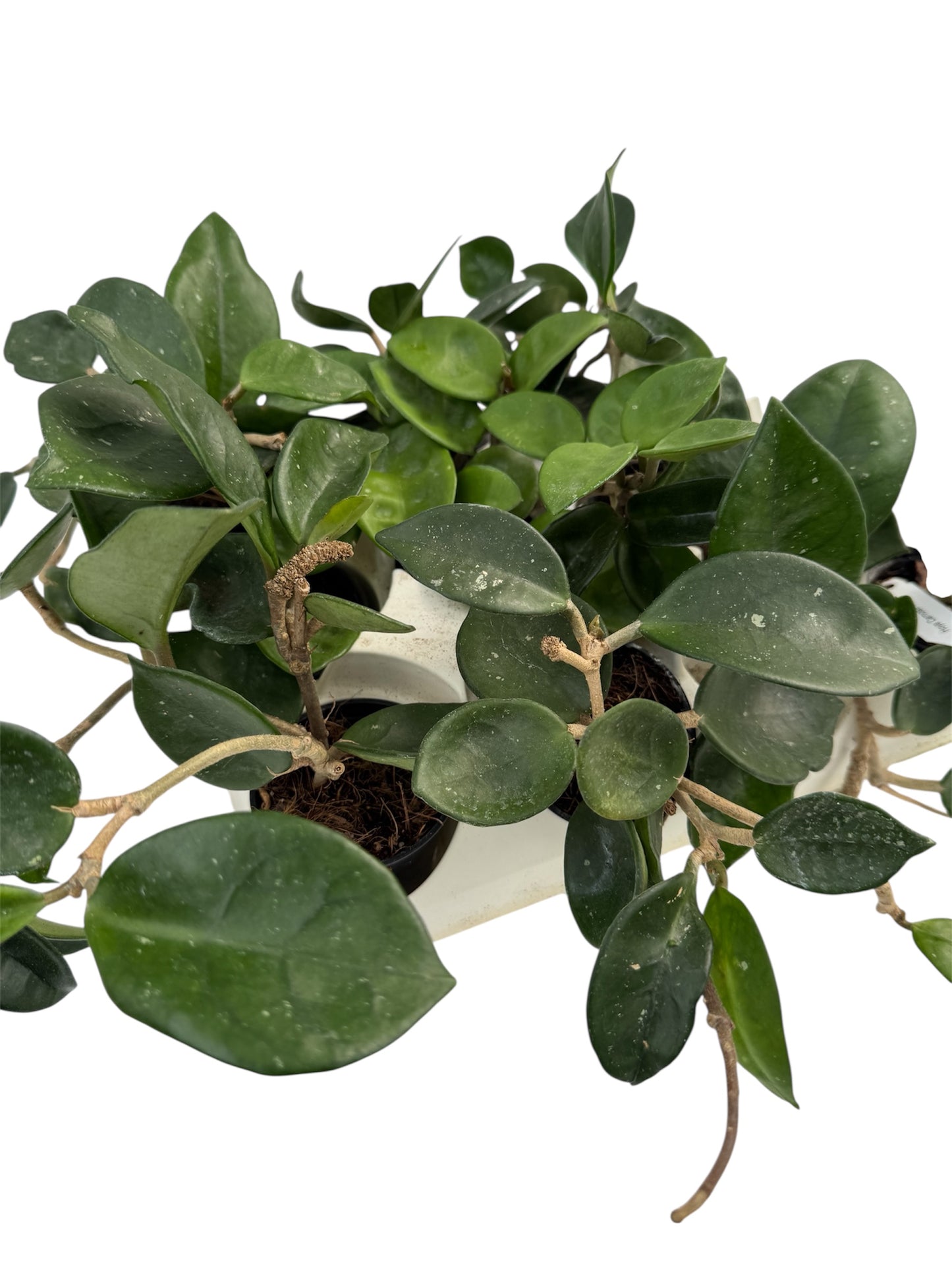 Hoya Carnosa krinkle