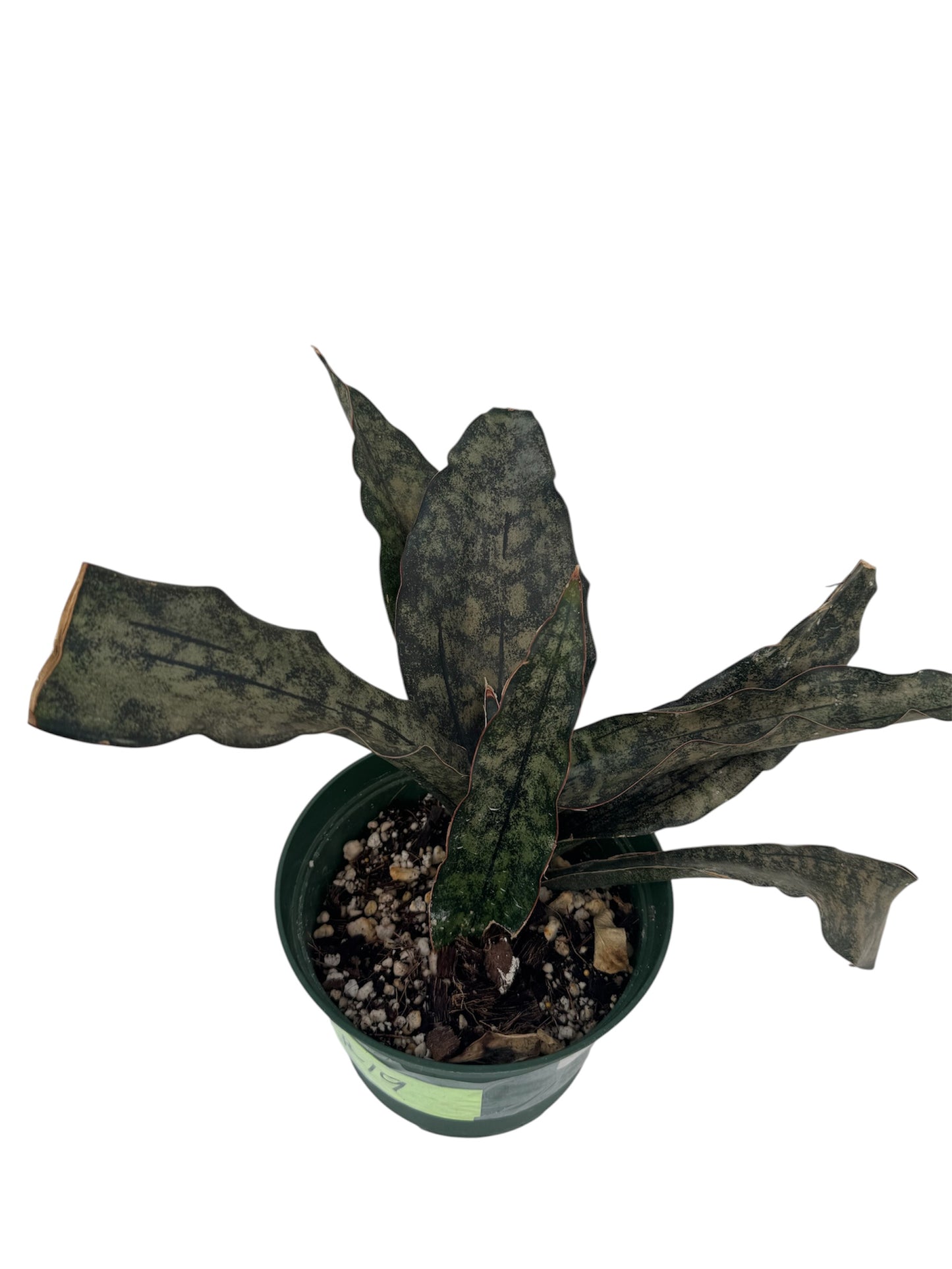 Sansevieria coppertone Large