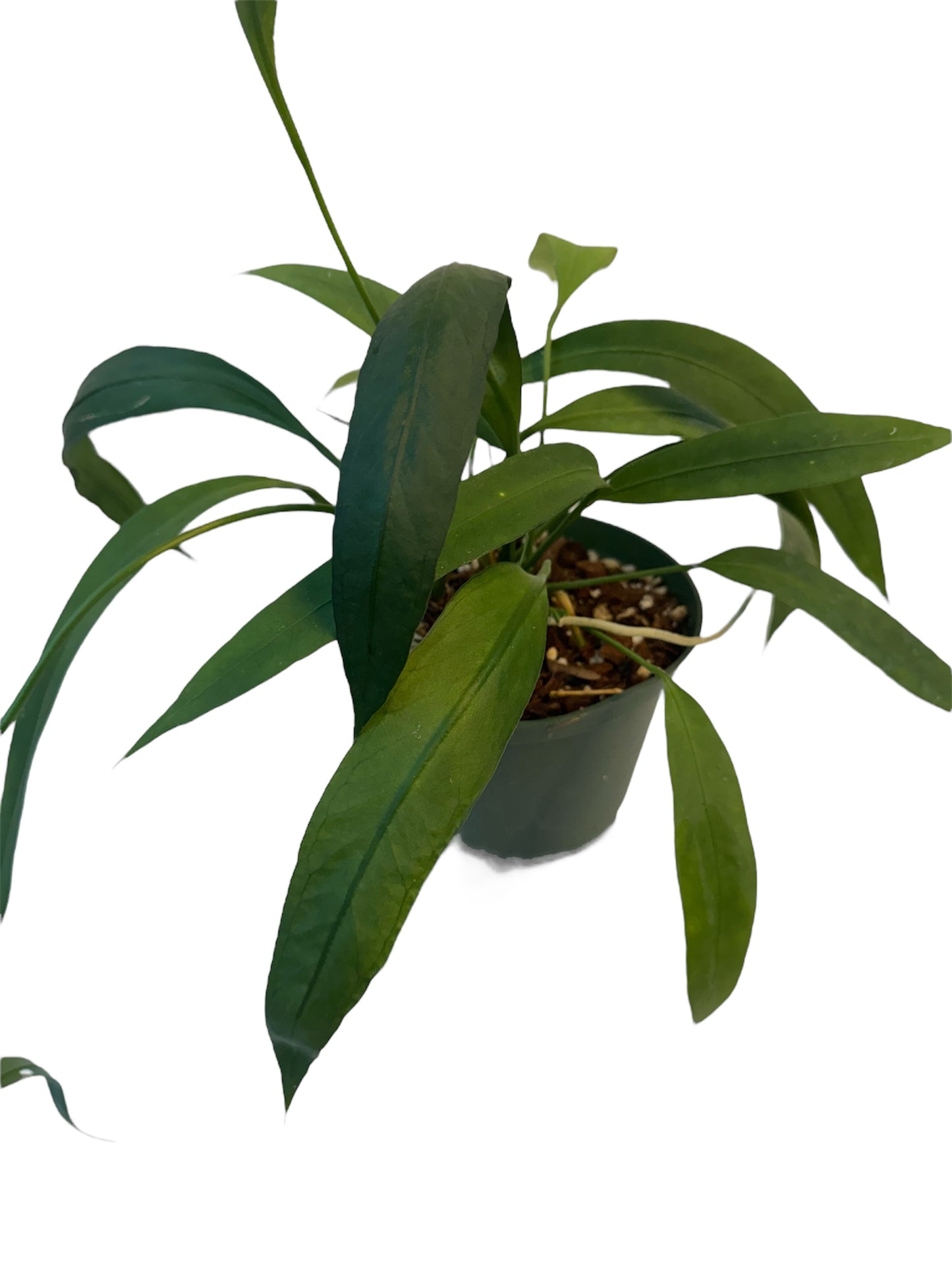 Anthurium vittarifolium Large