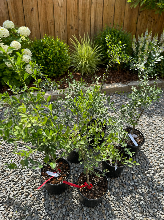 Australian Finger lime tree grafted ( 3 kinds available)