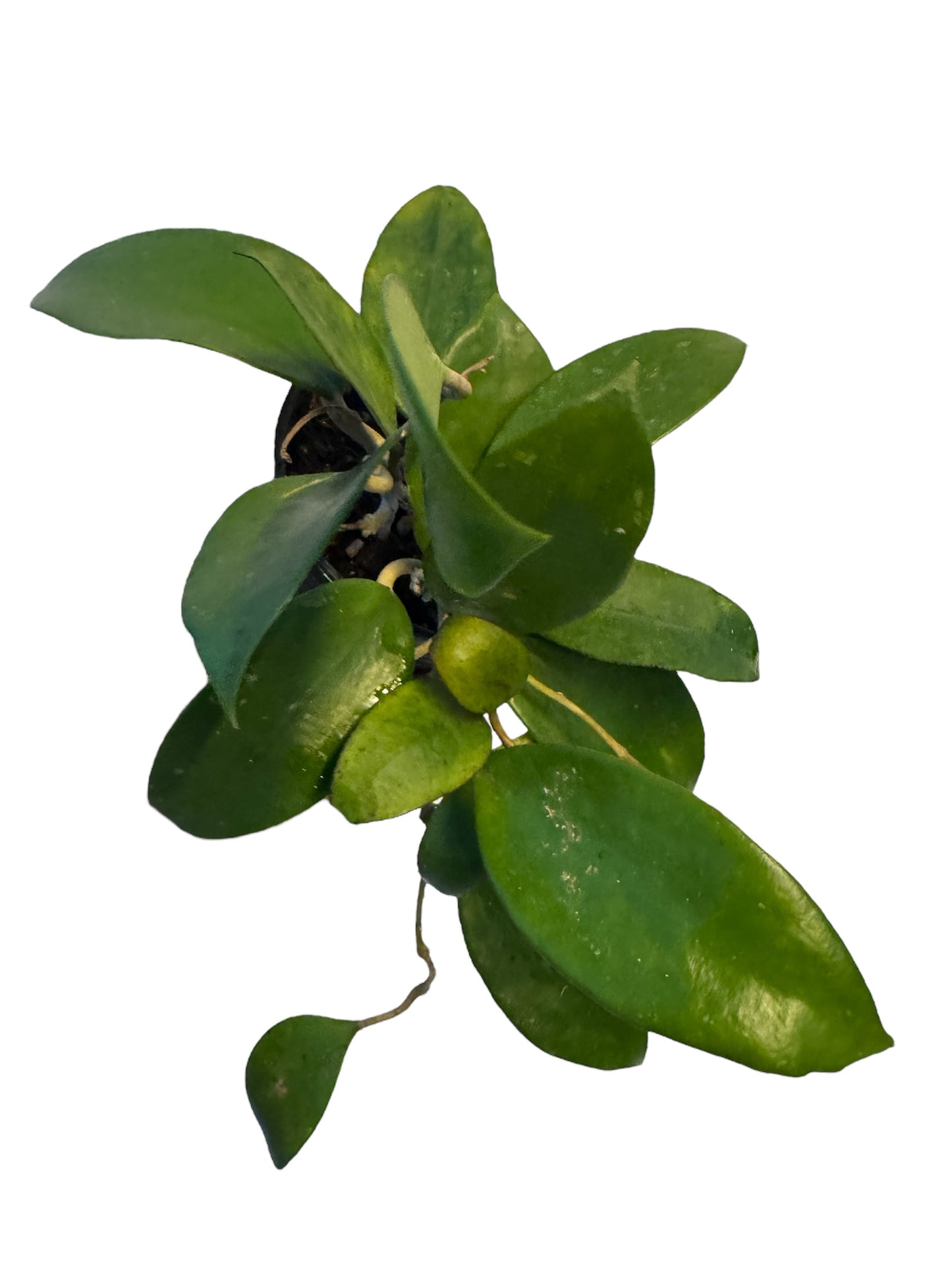 Hoya pottsii