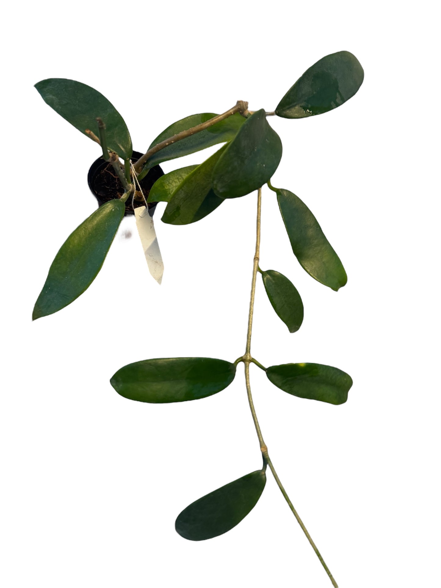 Hoya Meliflua