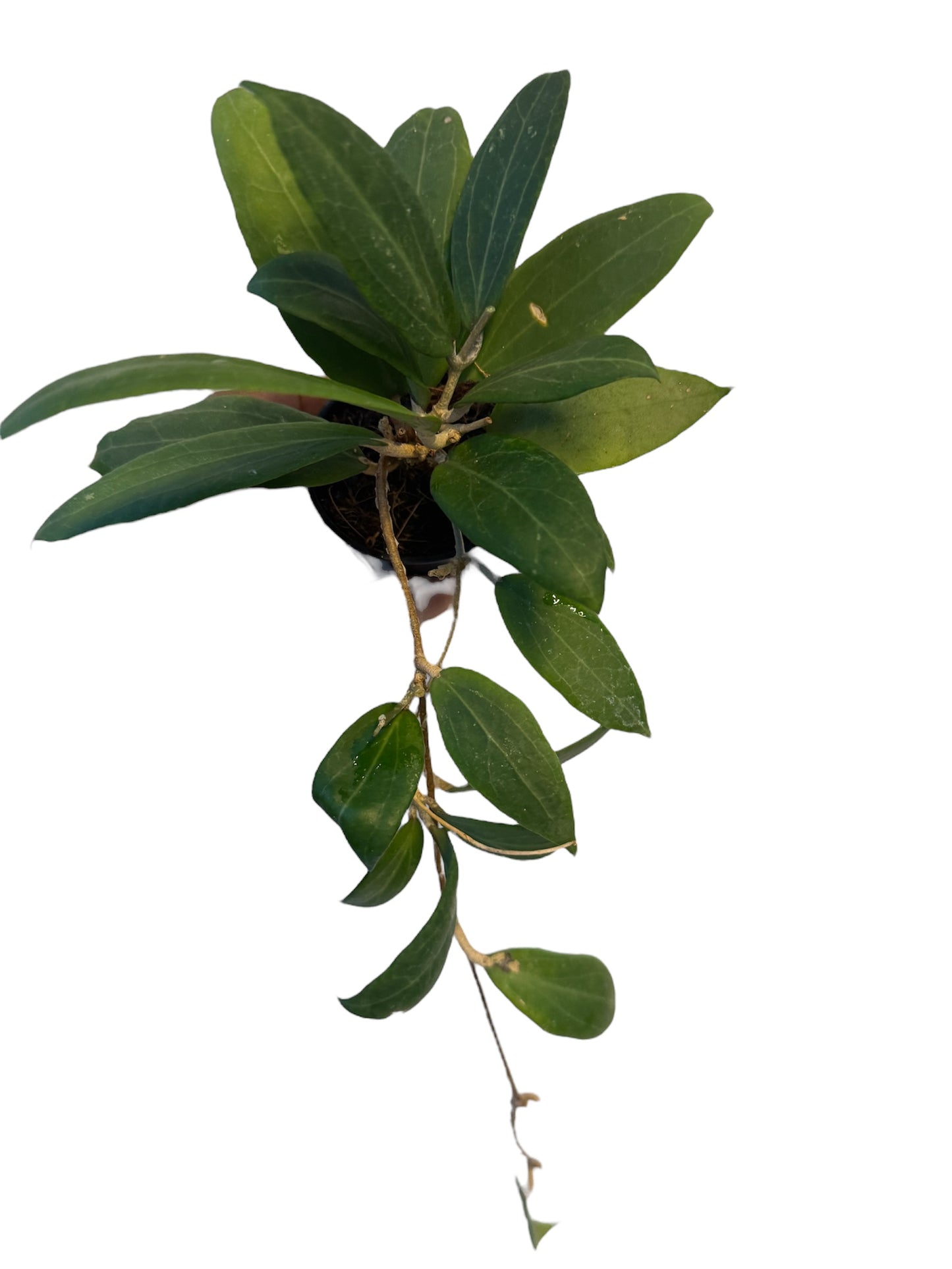 Hoya Seed 11