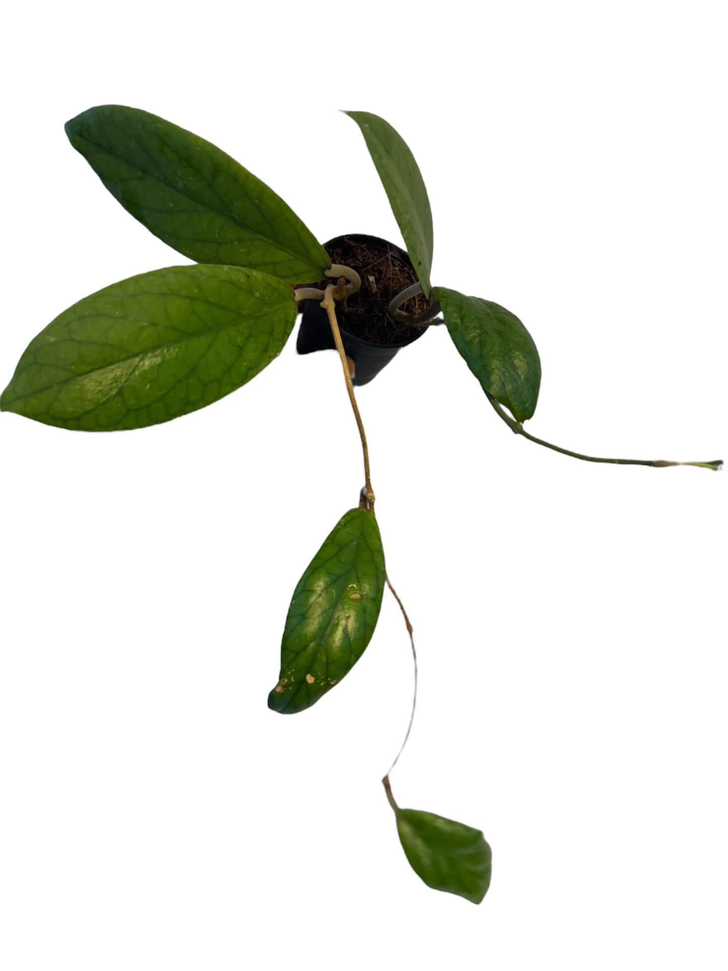 Hoya Vitellinoides