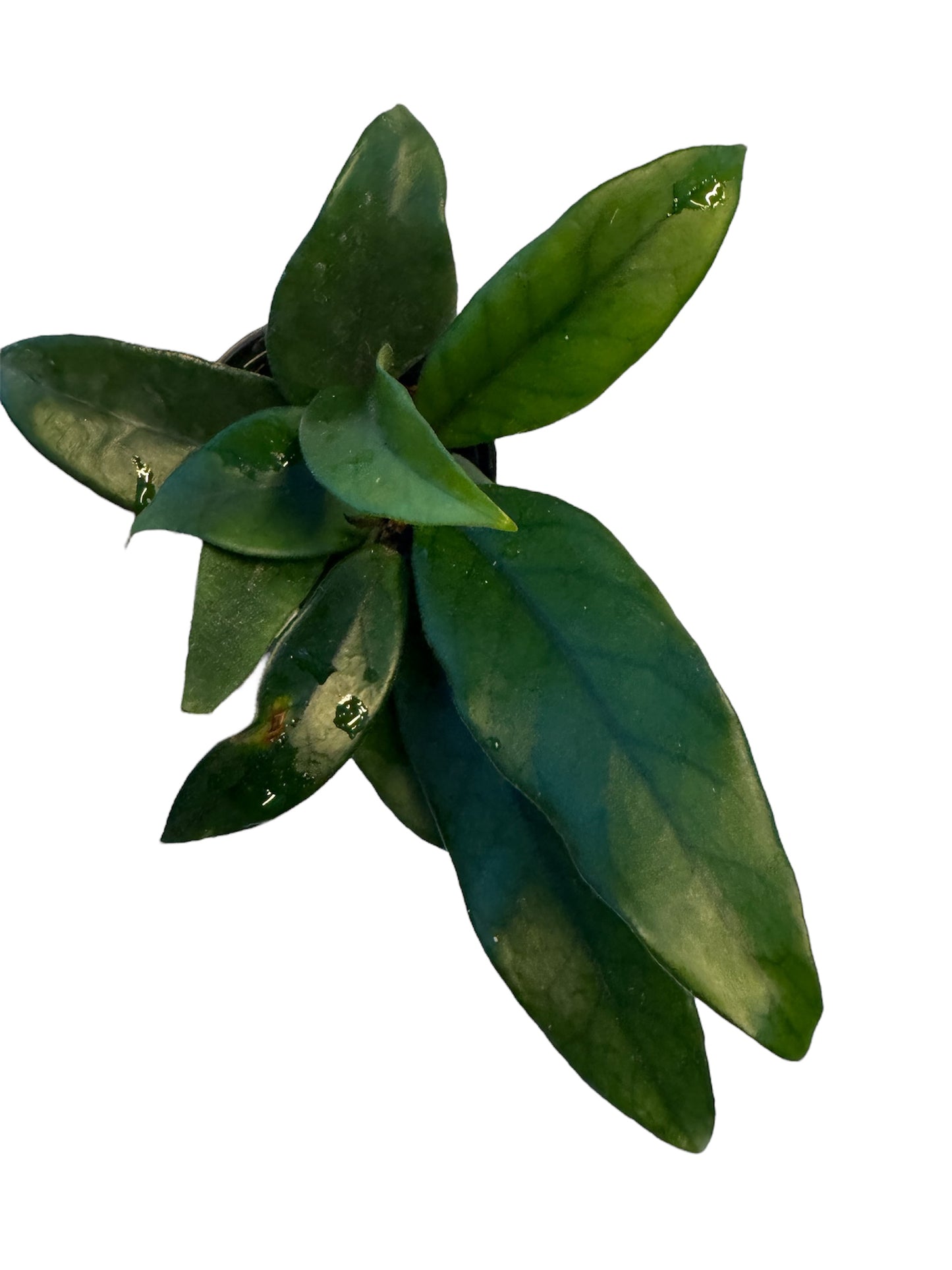 Hoya Dasyantha