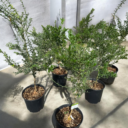 Finger Lime Tree Large