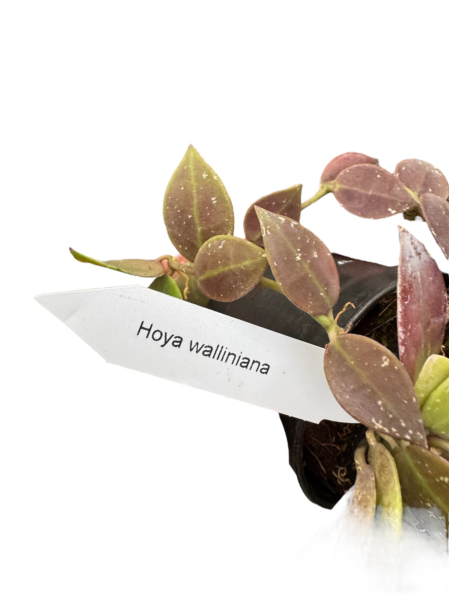 Hoya walliniana