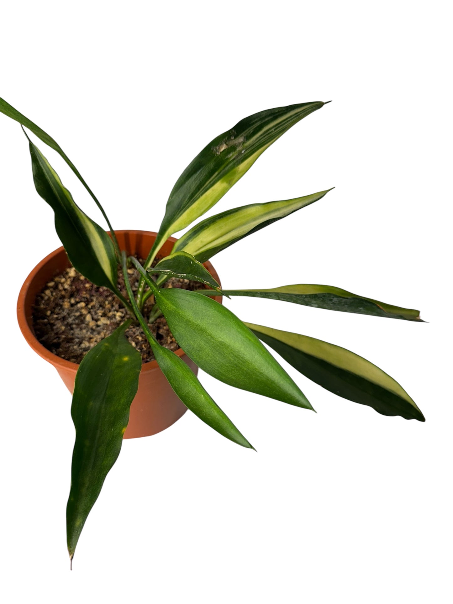 Sansevieria Concinna spoon variegated