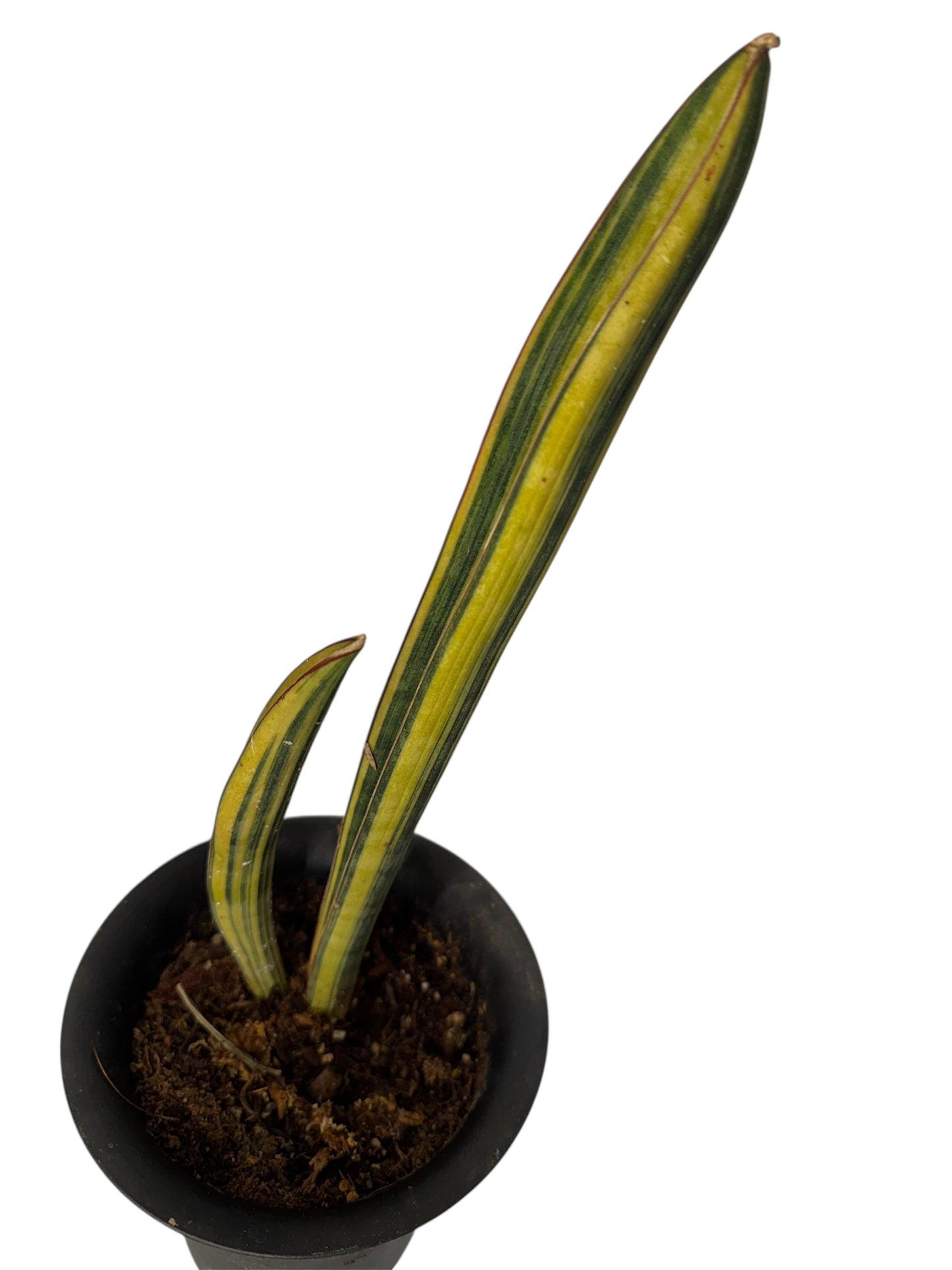 Sansevieria Baseball Bat variegated (snake plant)