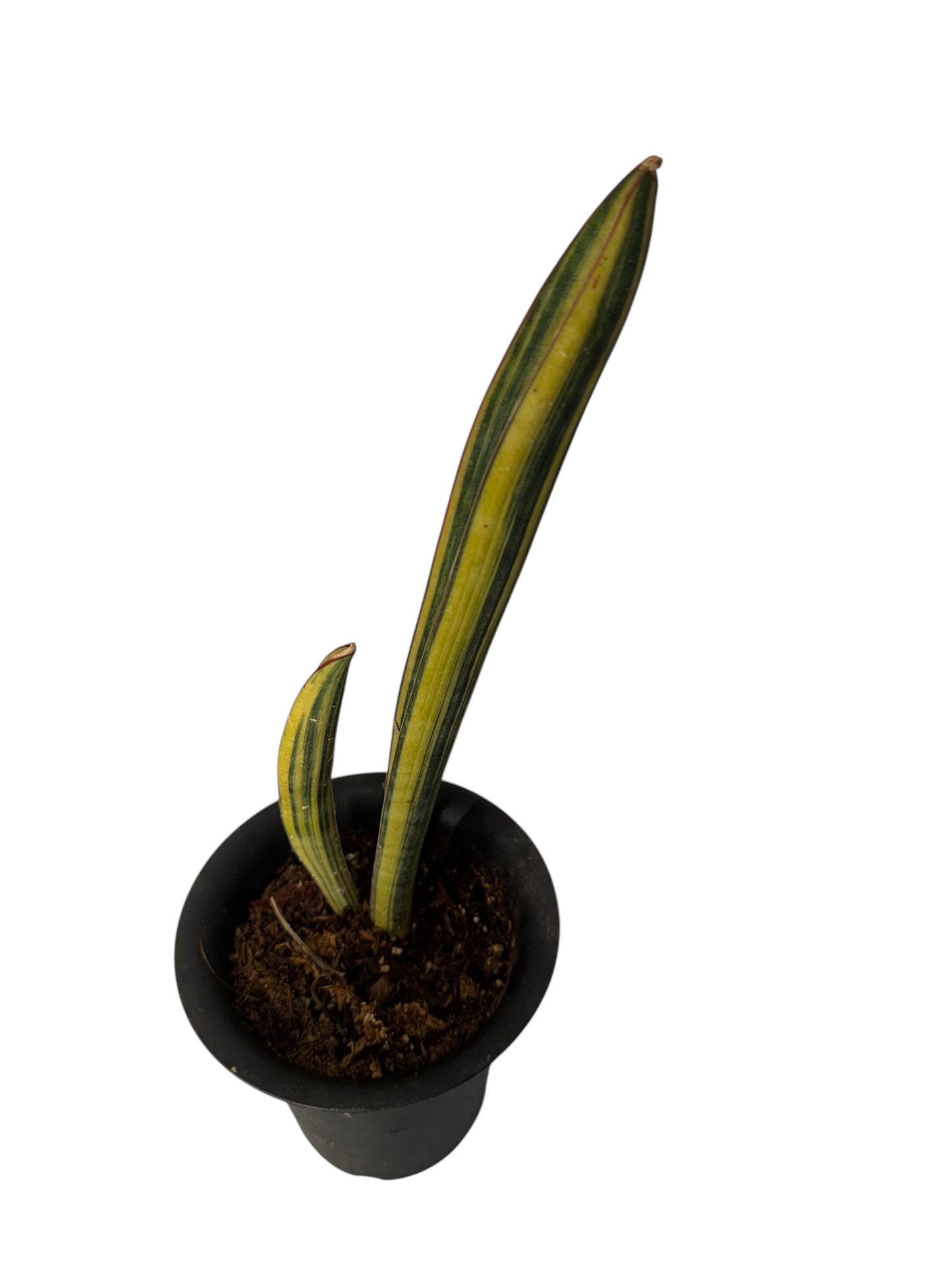 Sansevieria Baseball Bat variegated (snake plant)