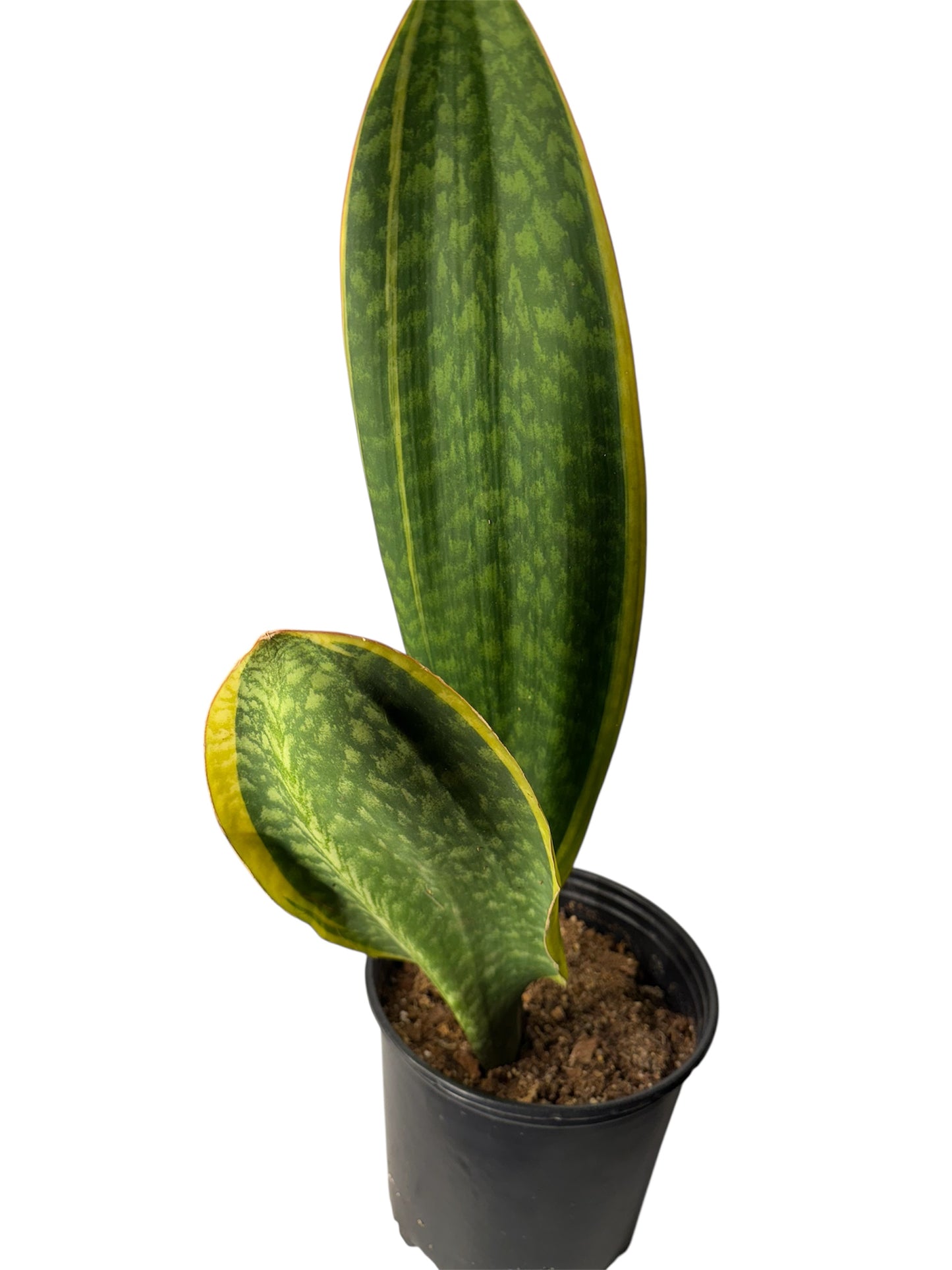 Sansevieria 'Congo' variegated Big Leaf ( Rare Find)