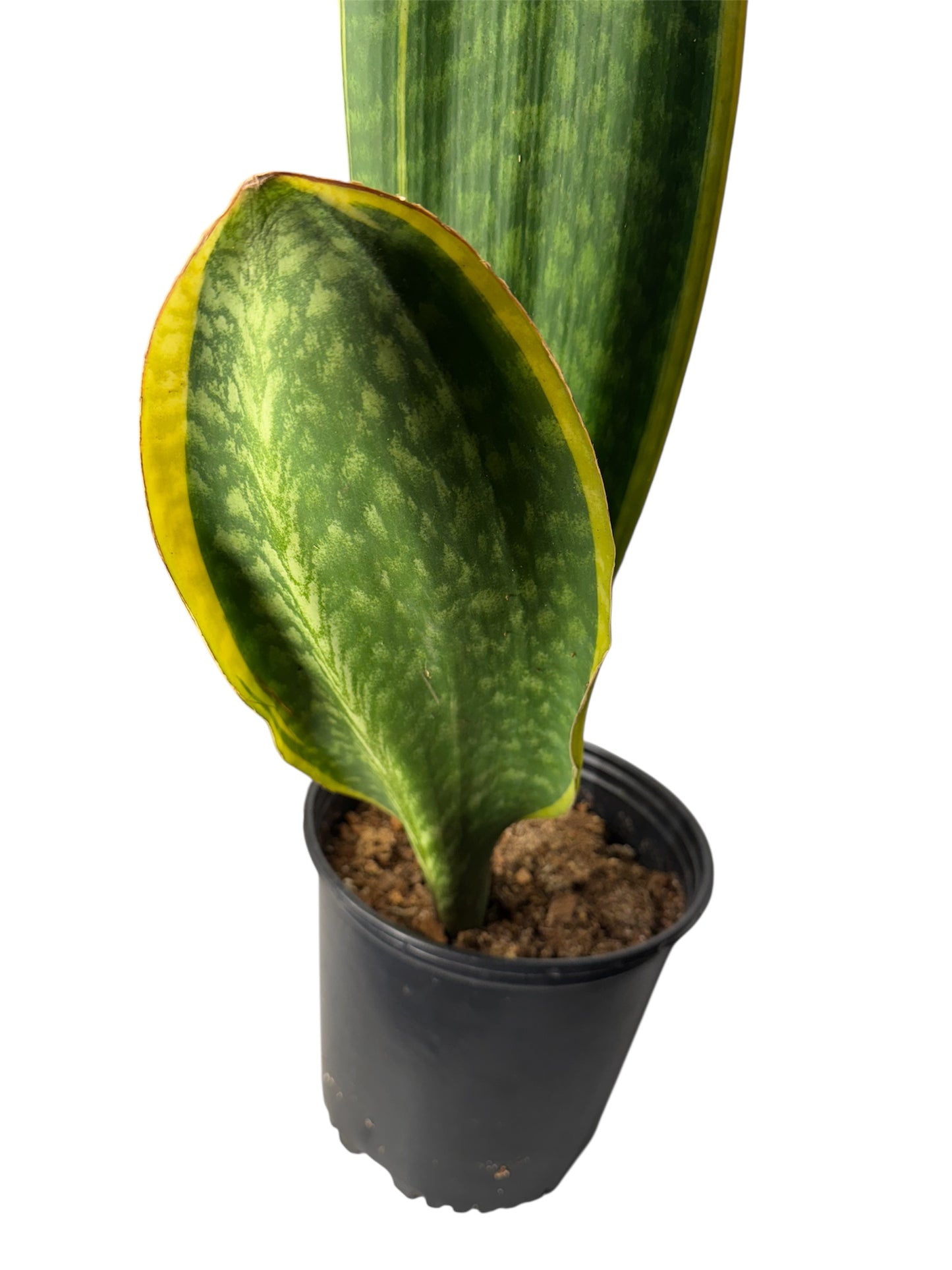 Sansevieria 'Congo' variegated Big Leaf ( Rare Find)