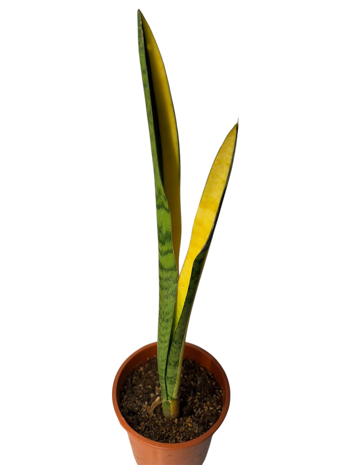 Sansevieria FL-H13 variegated