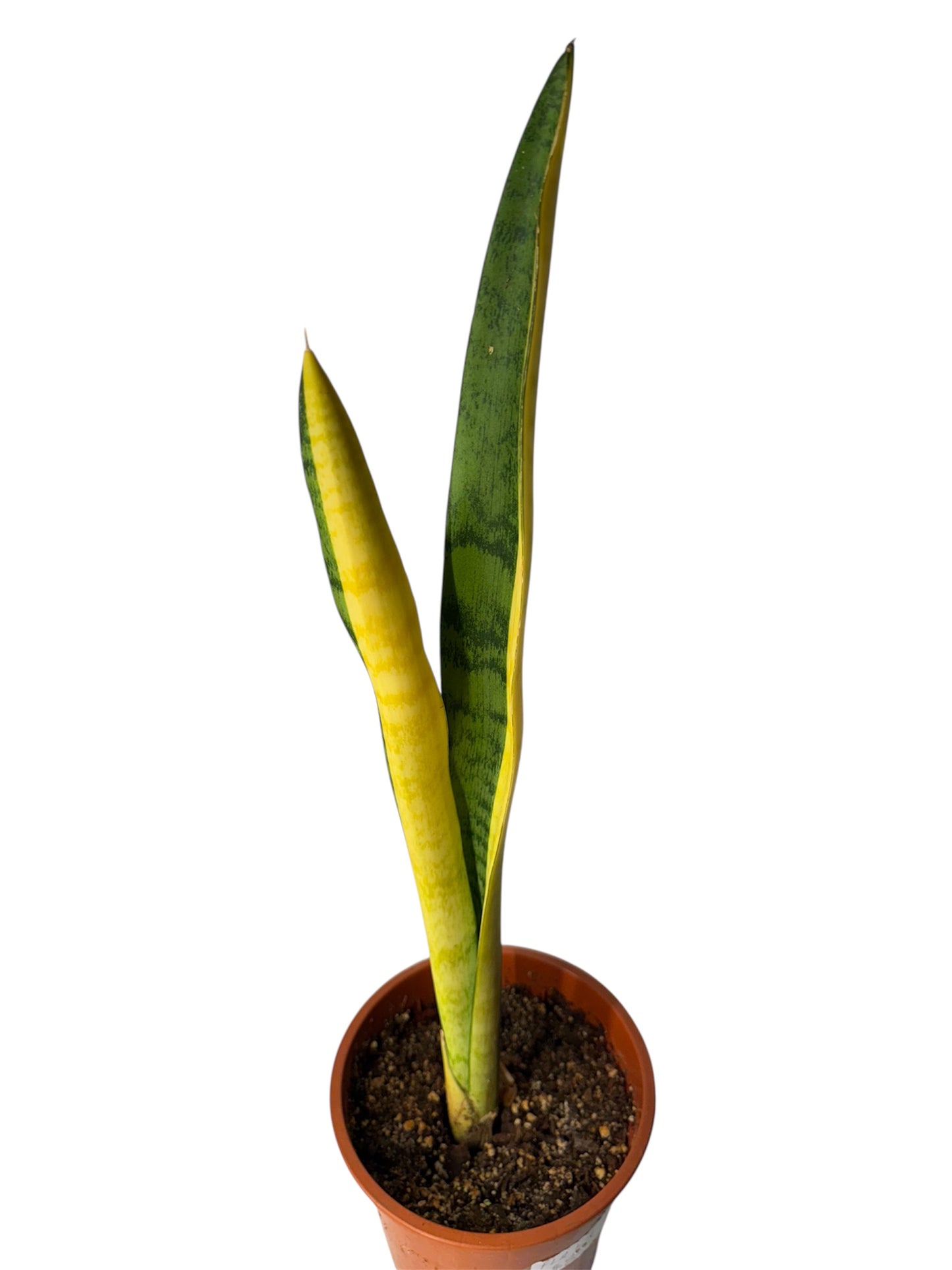 Sansevieria FL-H13 variegated