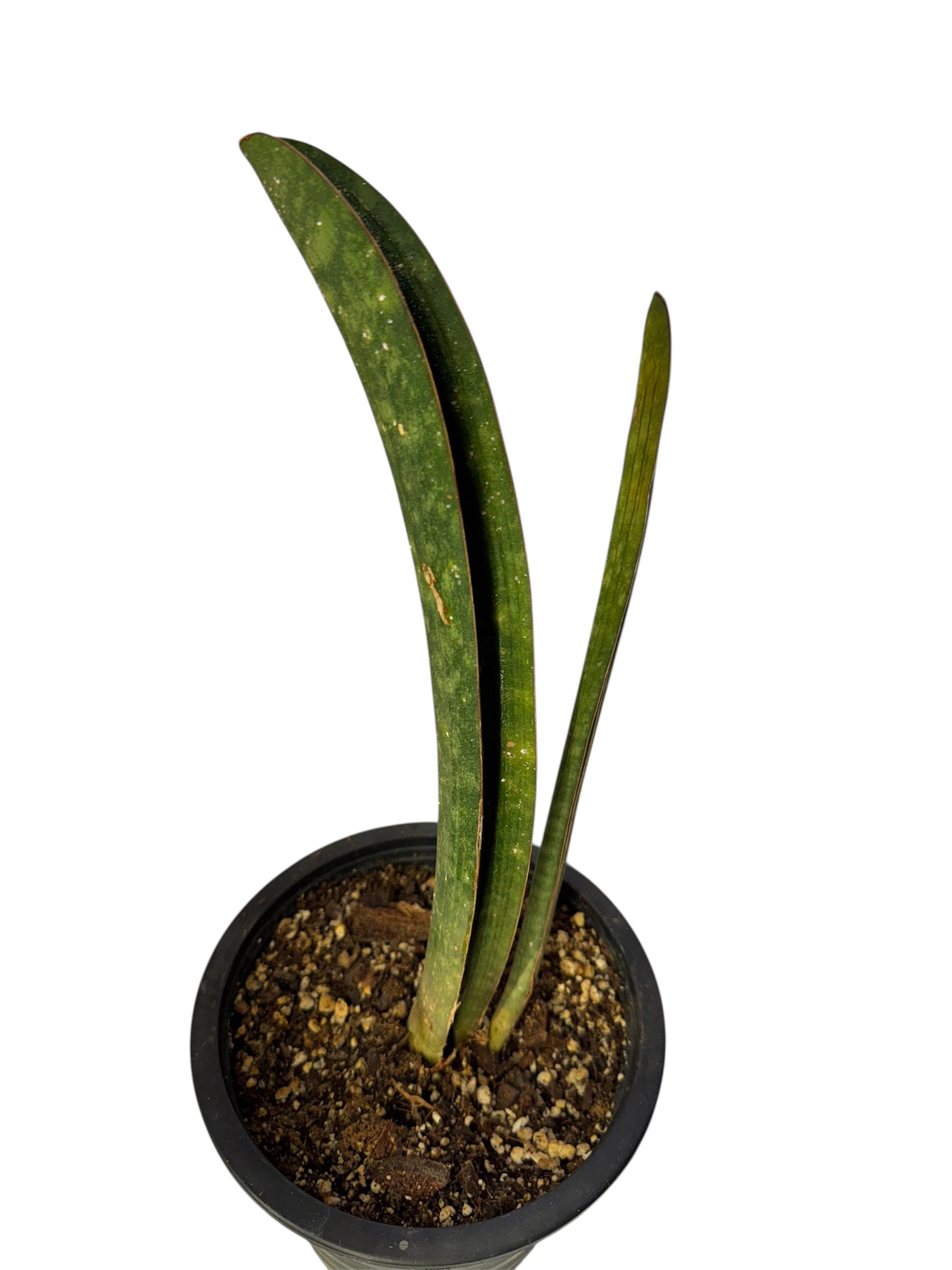 sansevieria hallii baseball bat Sansevieria Bat – JBB Exotic Plants