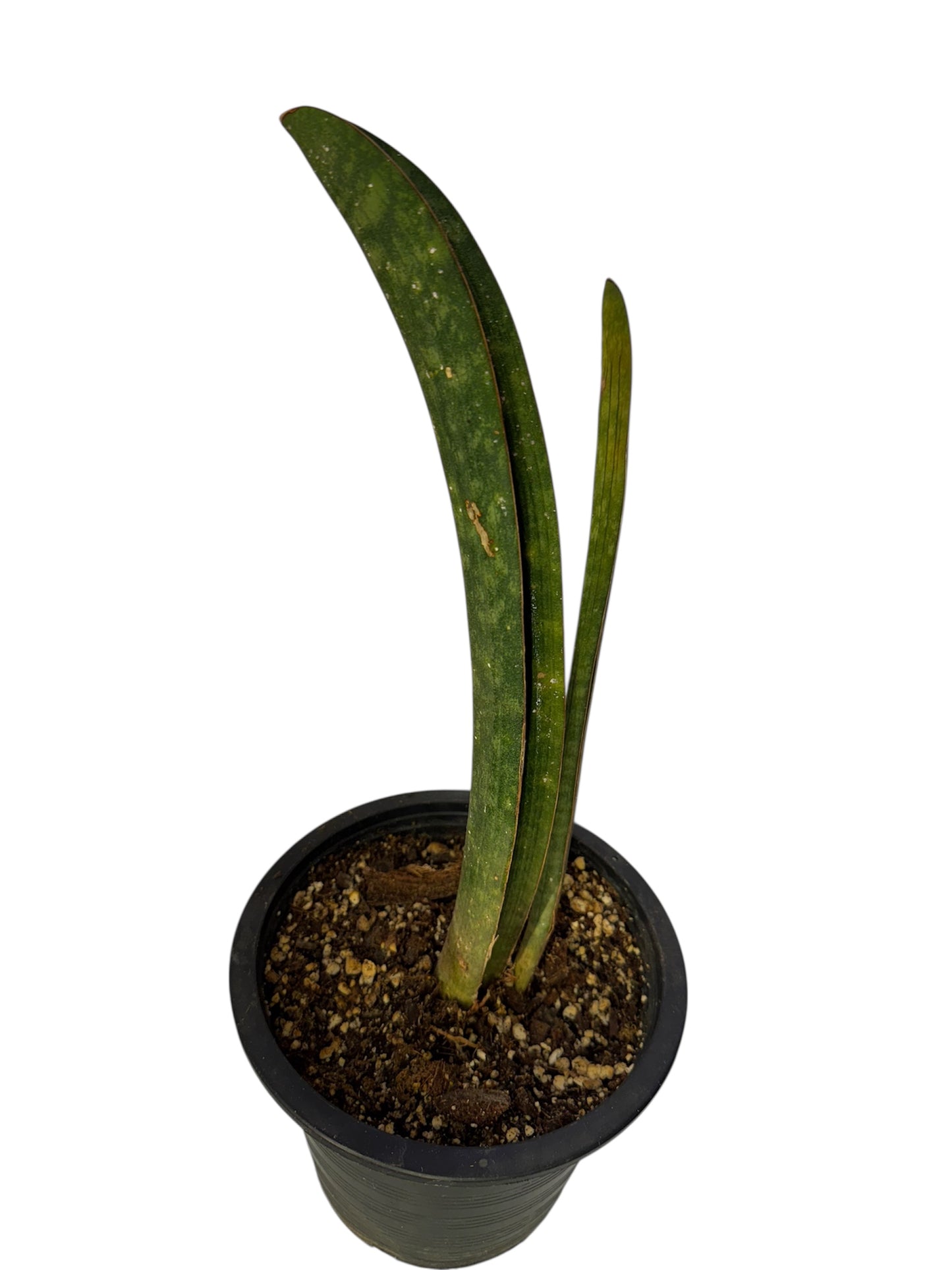 Sansevieria Bat