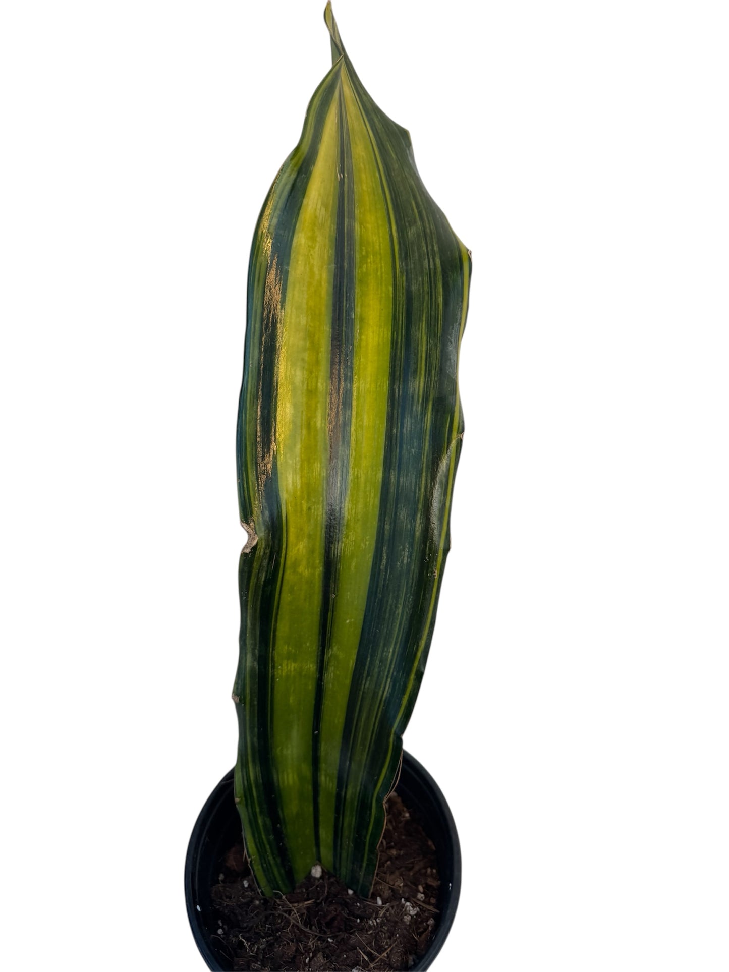 Sansevieria Malawi Variegated