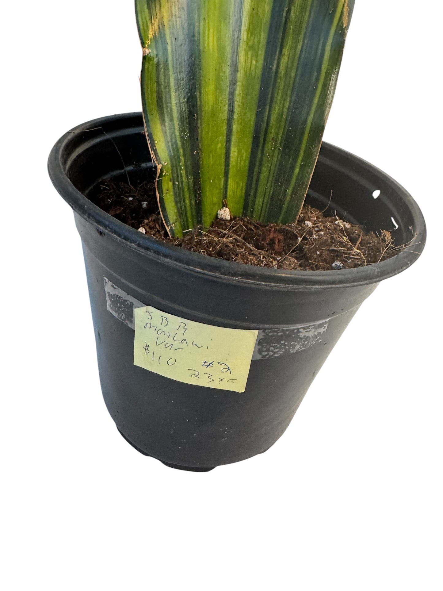 Sansevieria Malawi Variegated