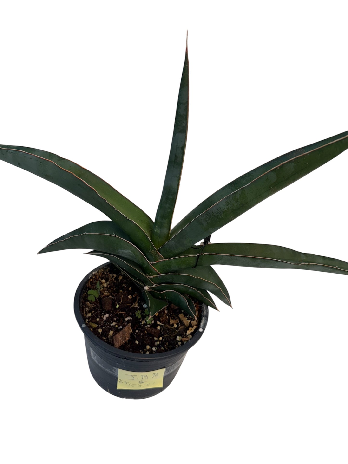 Sansevieria 'Robusta Fat'