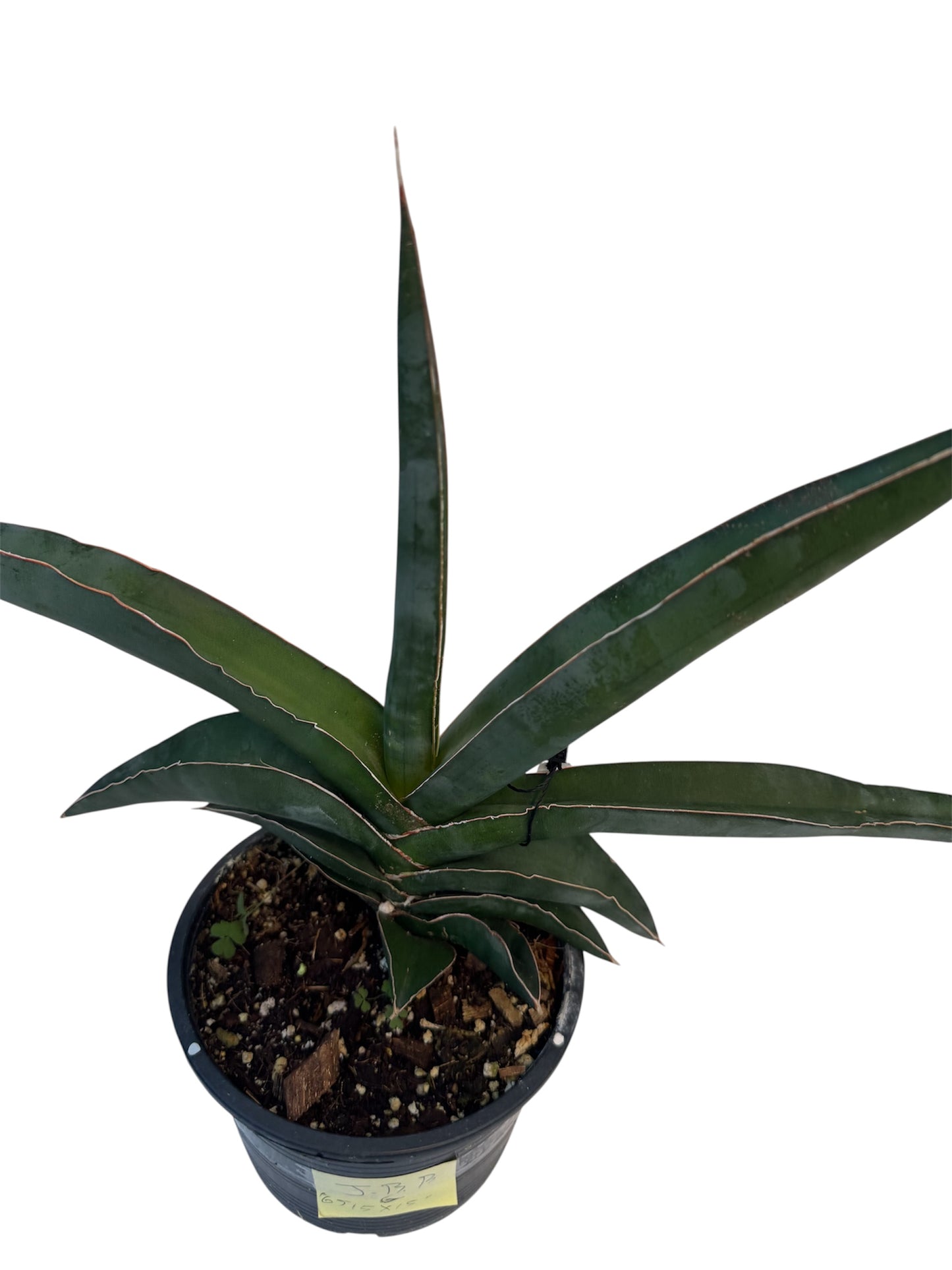 Sansevieria 'Robusta Fat'