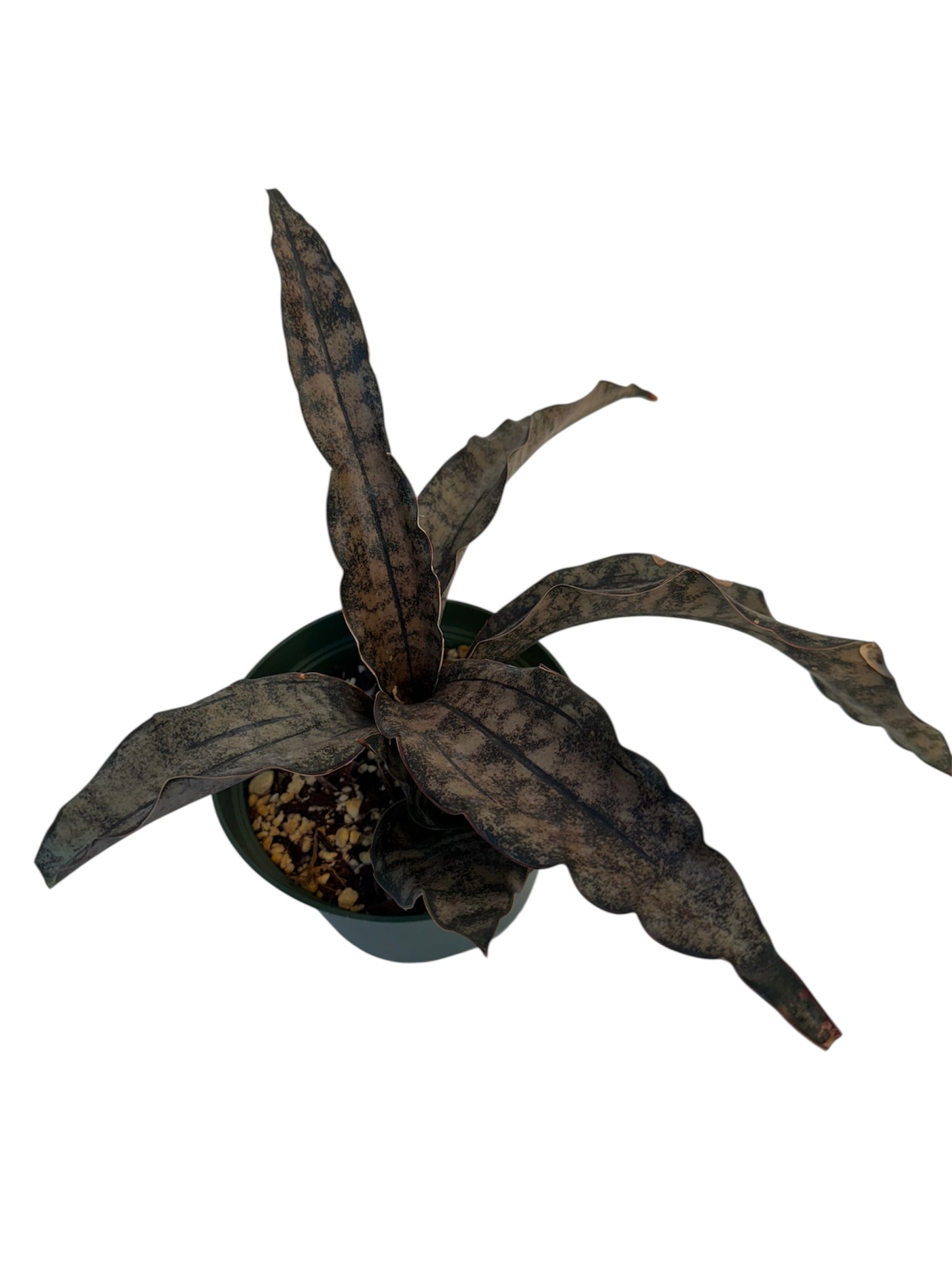 Sansevieria coppertone Large