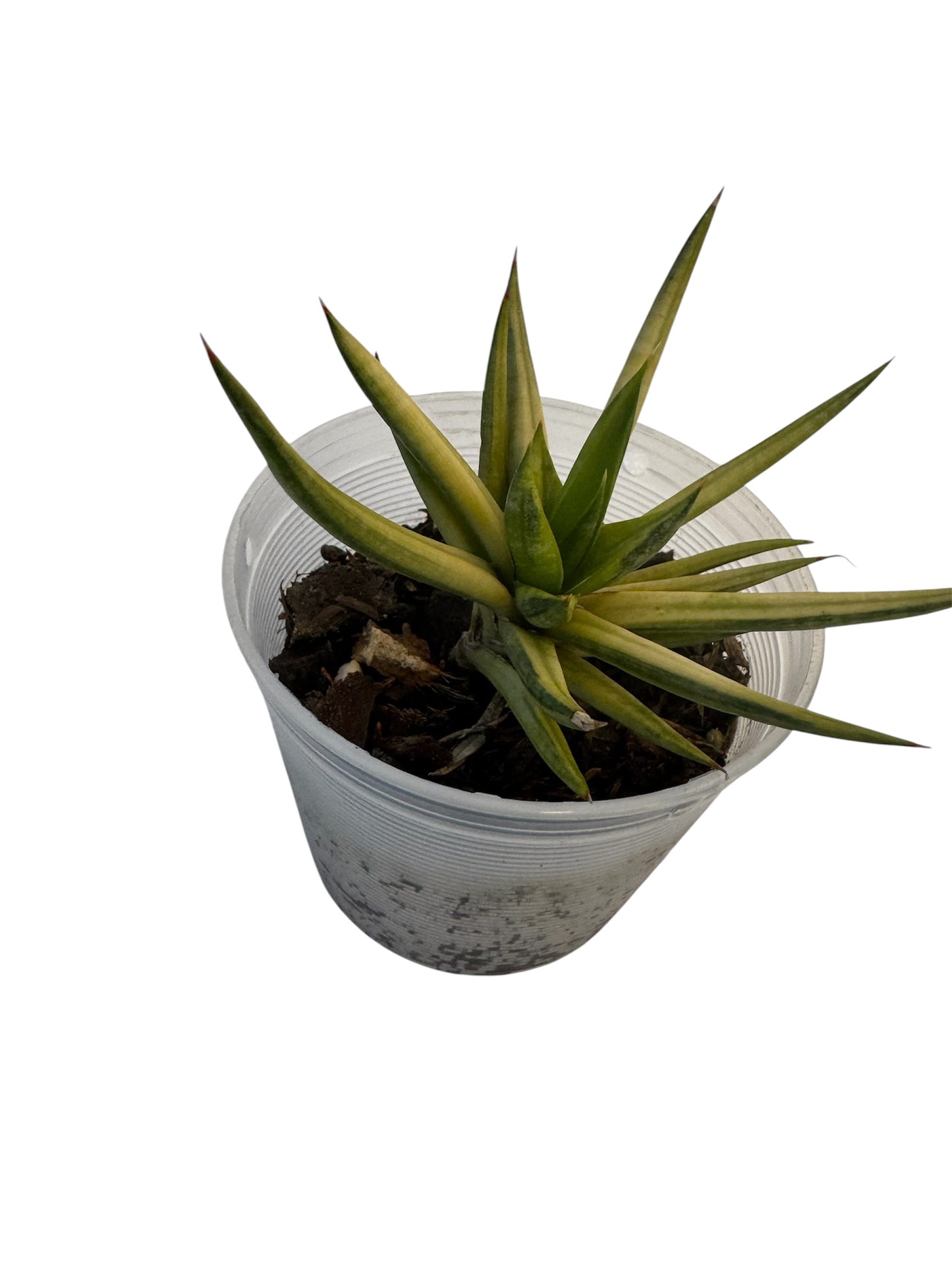 Sansevieria Francisii yellow variegated