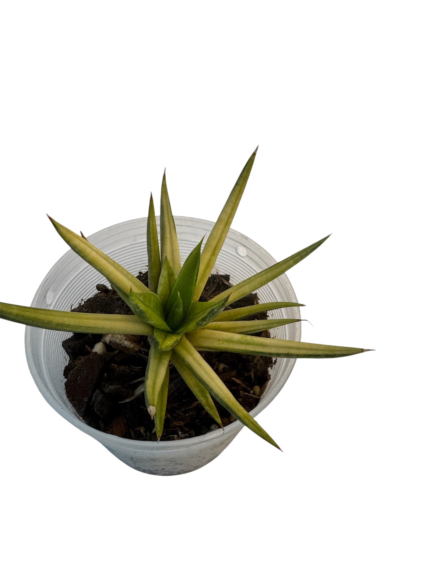 Sansevieria Francisii yellow variegated